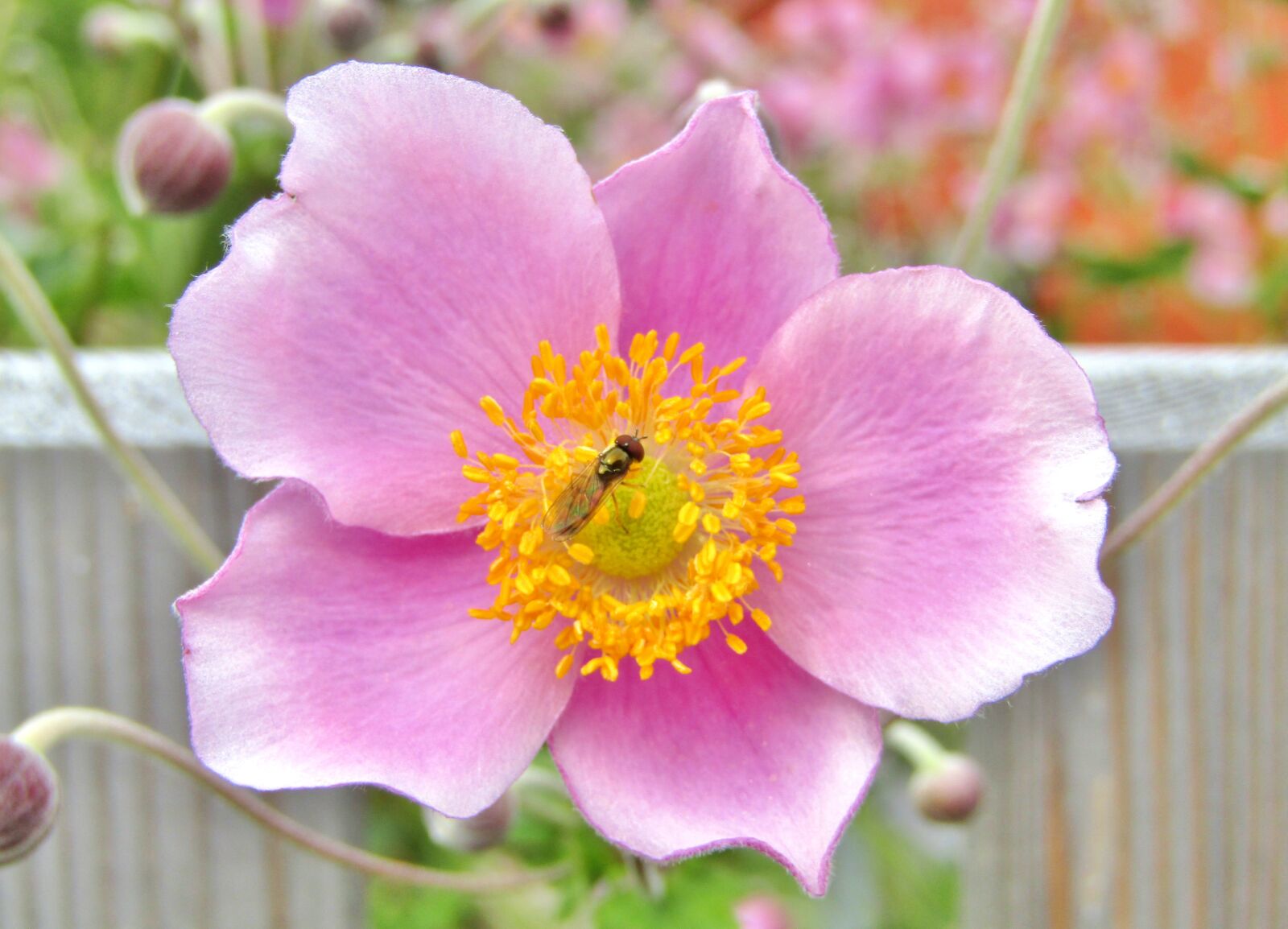 Canon POWERSHOT SX432 IS sample photo. Herbstannemone, annemonen, pink photography
