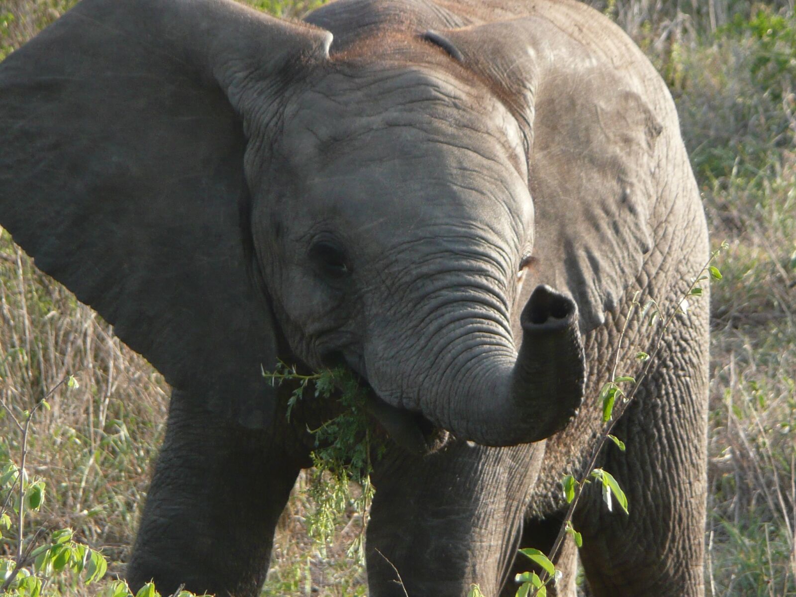Panasonic DMC-TZ3 sample photo. Elephant, calf, baby photography