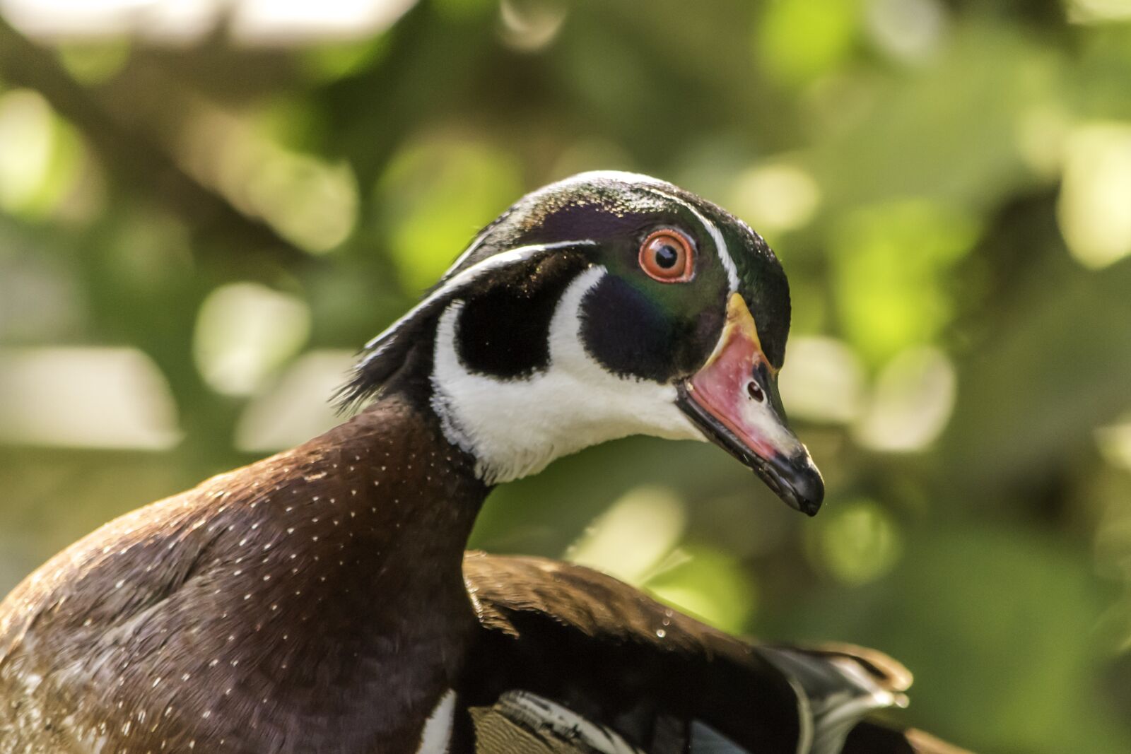Nikon D5500 sample photo. Wildlife, bird, nature photography