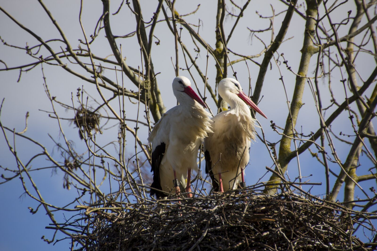 Canon EOS 60D sample photo. Stork, bird, animal photography