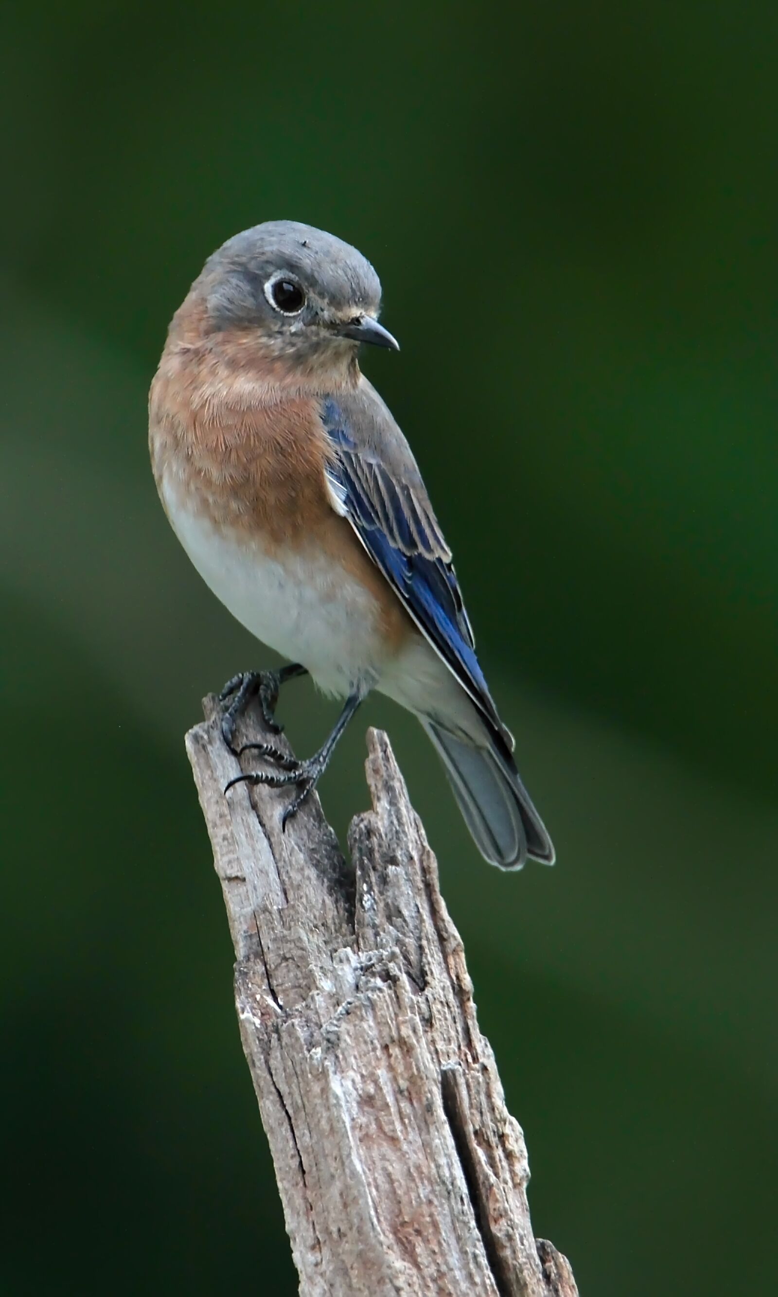Tamron SP 150-600mm F5-6.3 Di VC USD sample photo. Bluebird, eastern bluebird, avian photography