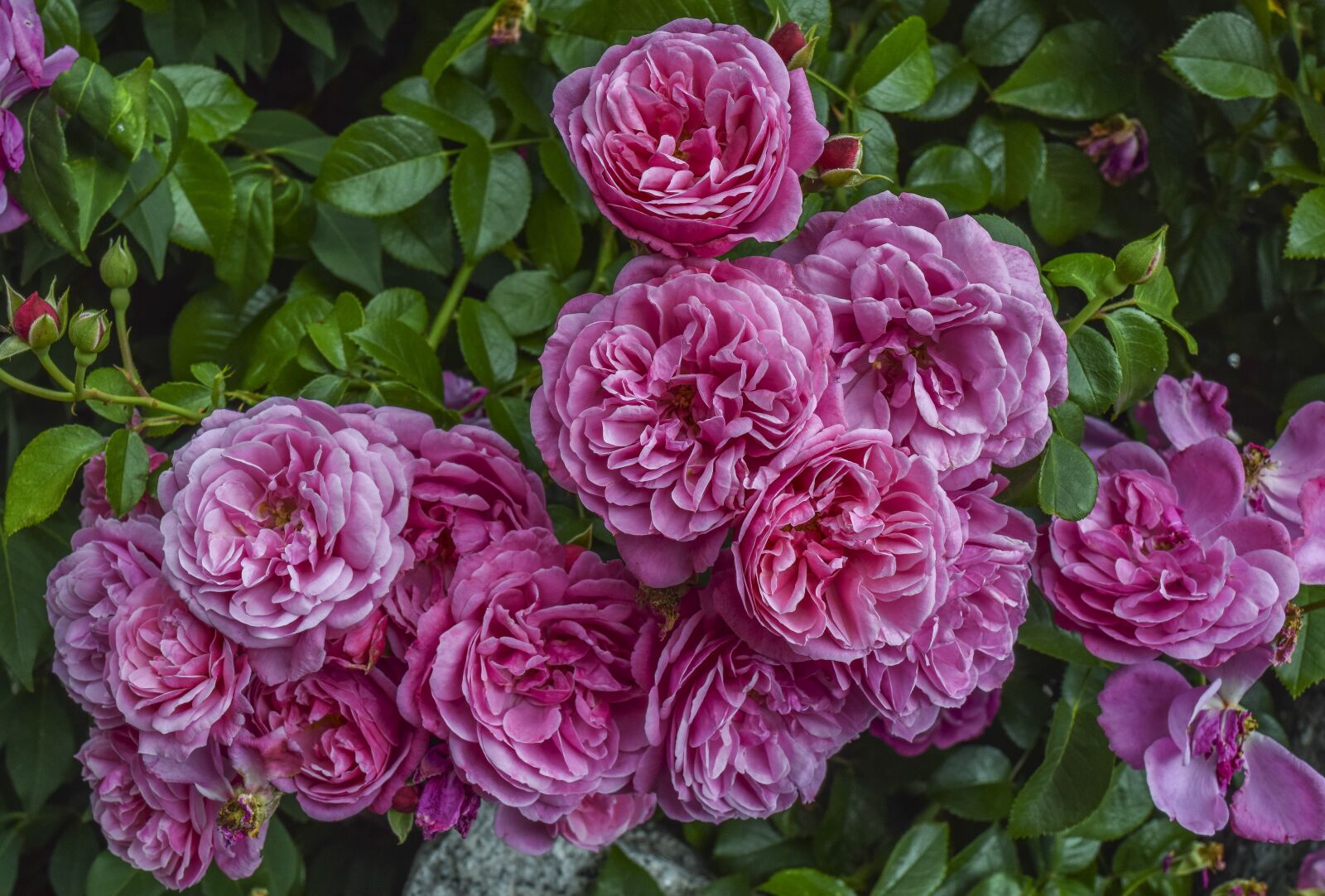 Nikon D3300 sample photo. Roses, flowers, love photography