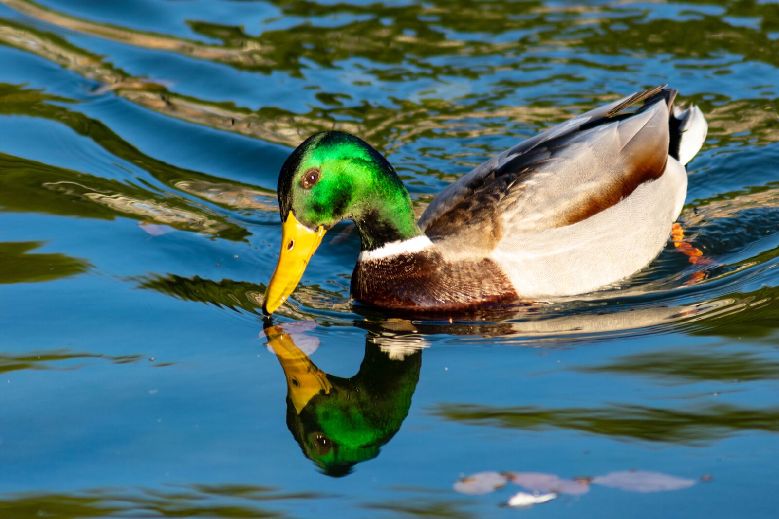 Nikon D5300 sample photo. Animal, duck, reflection photography