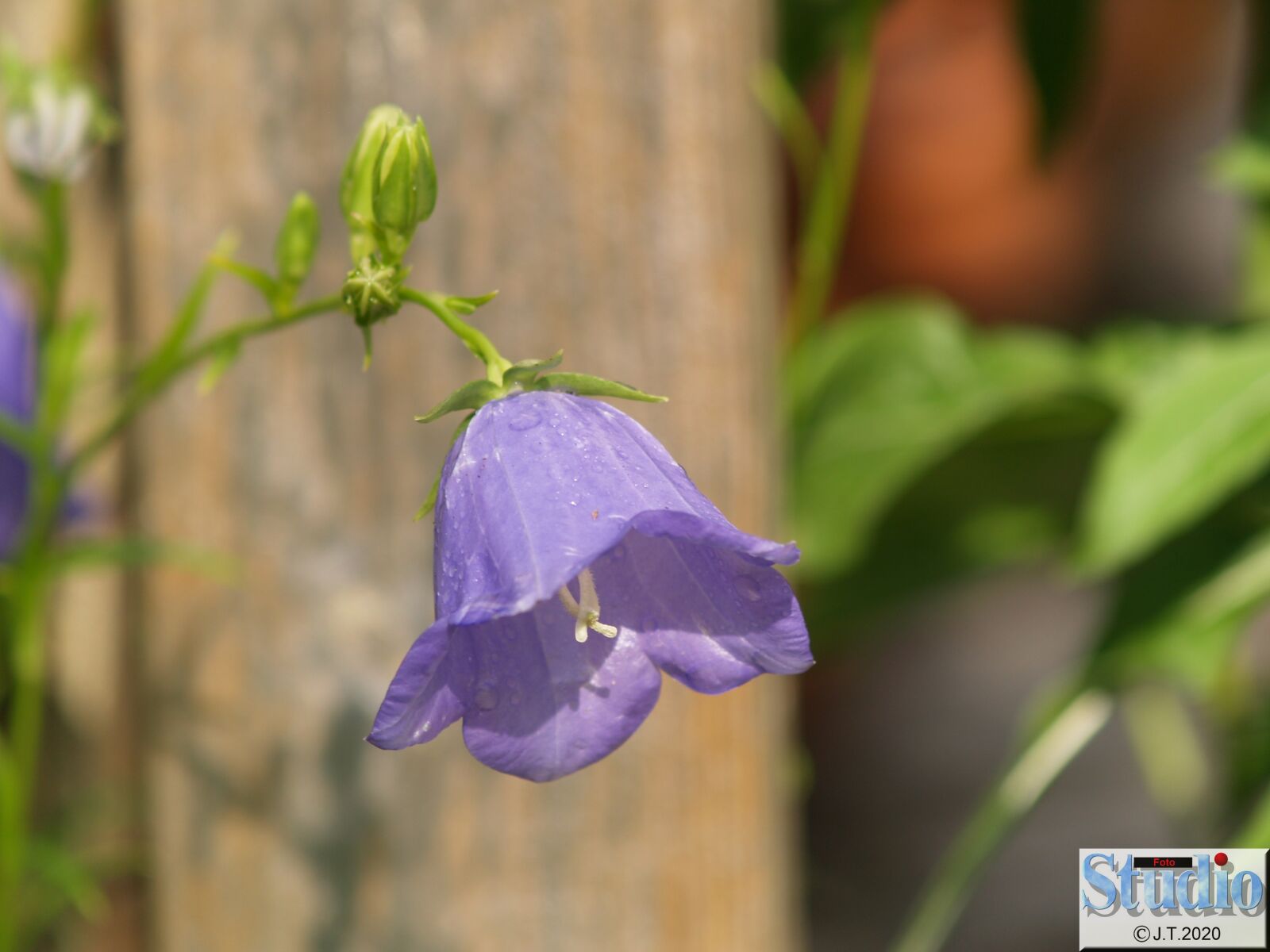 Olympus E-500 (EVOLT E-500) sample photo. Flowers, spring, bellflower photography