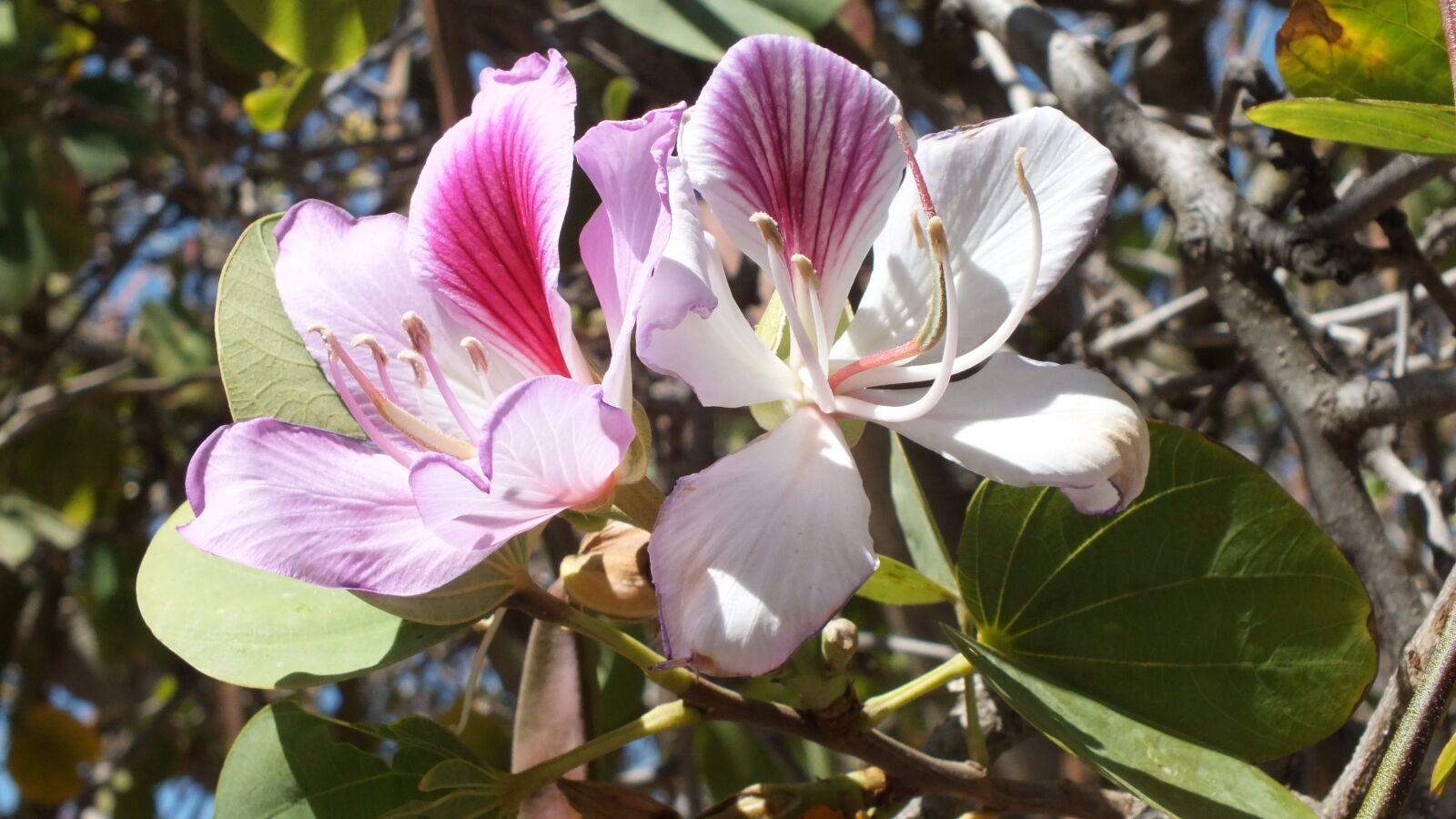 Fujifilm FinePix HS30EXR sample photo. Flower, nature, garden photography