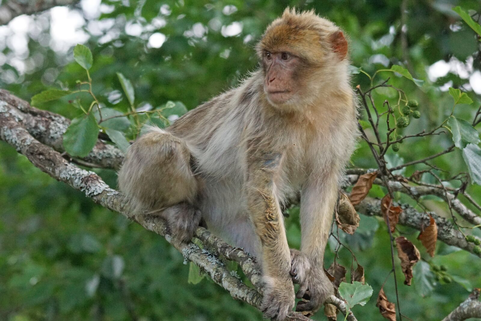Sony ILCA-77M2 + Sony 70-400mm F4-5.6 G SSM sample photo. Barbary ape, old world photography