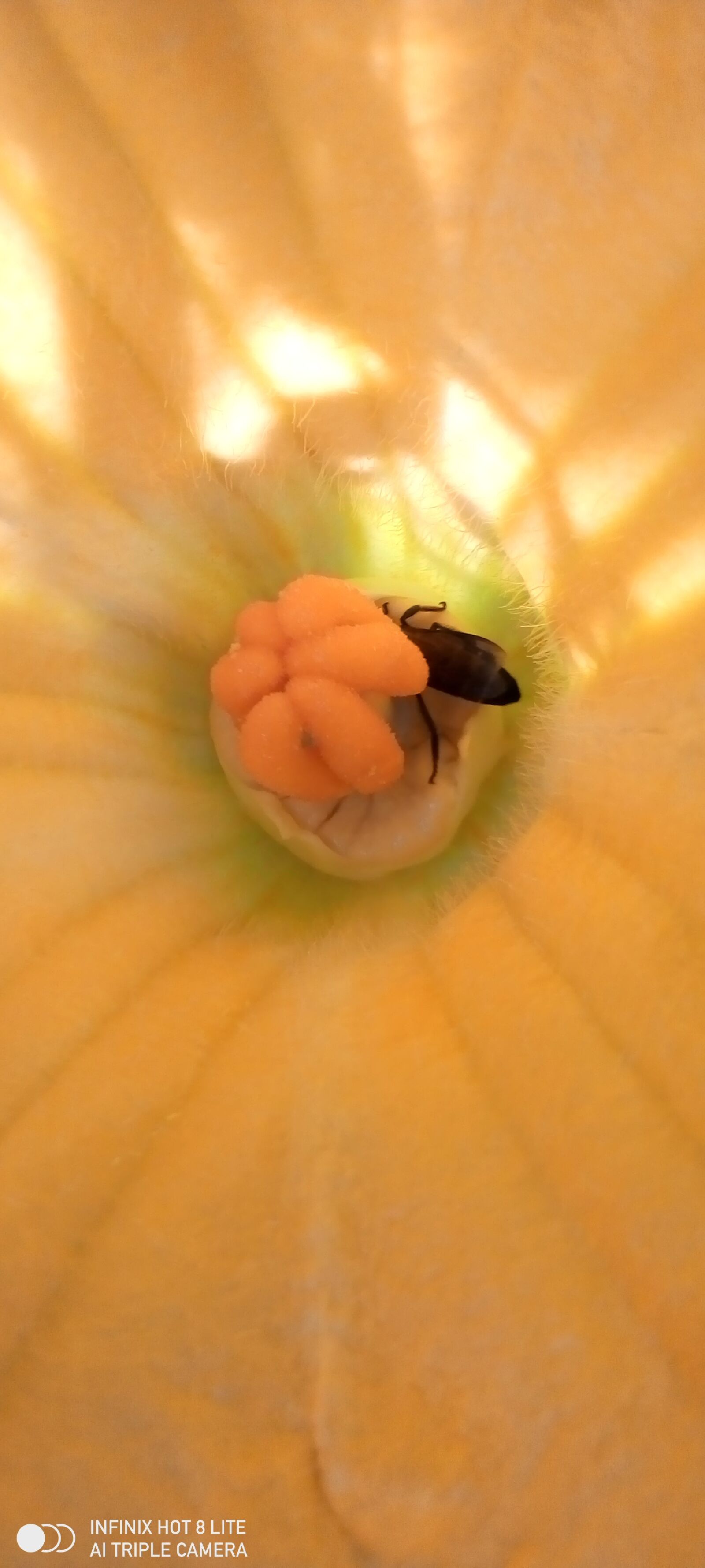 INFINIX MOBILITY LIMITED Infinix X650 sample photo. Honeybee, pumpkin flower stigma photography