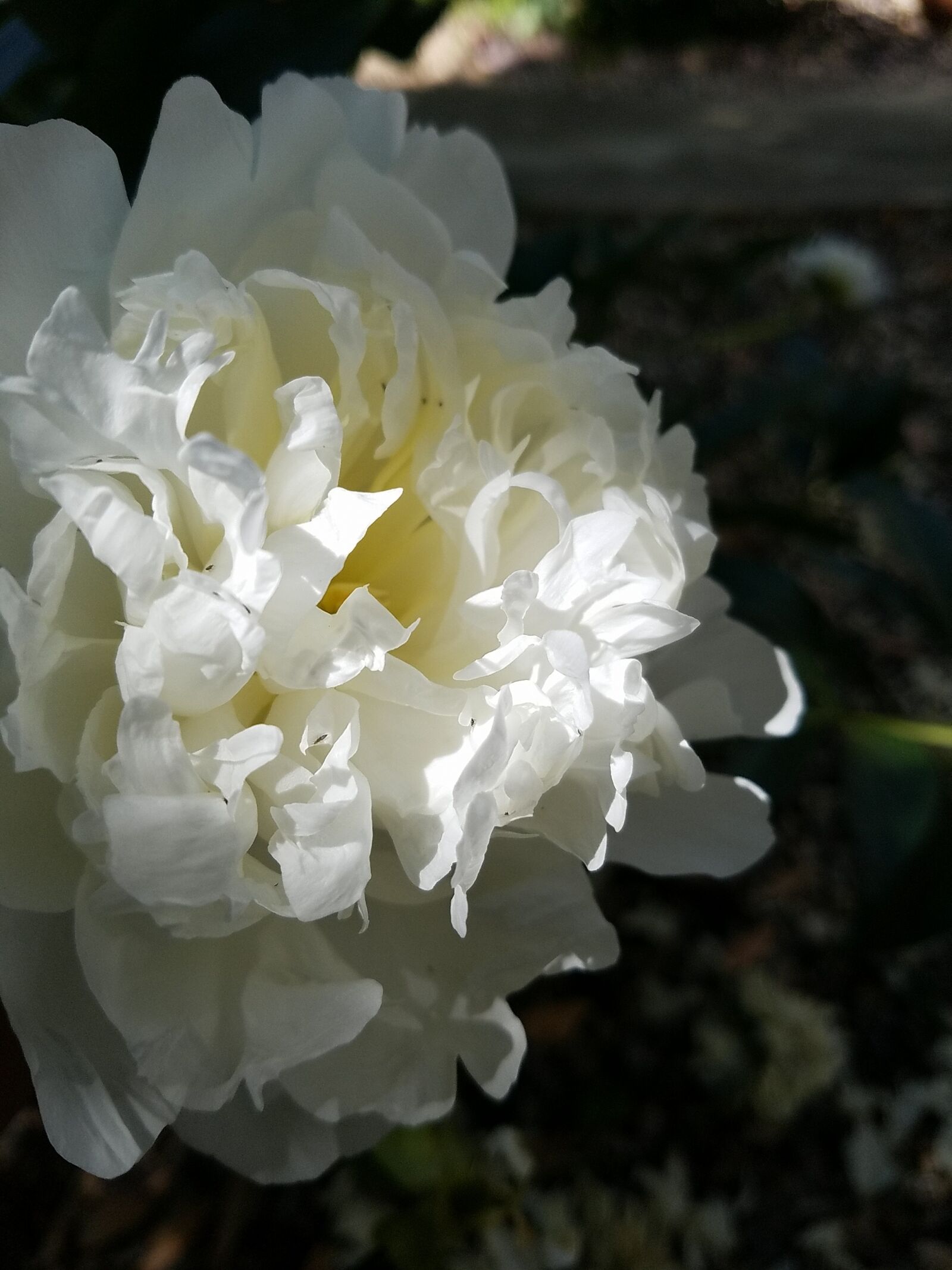 Samsung Galaxy S7 Edge sample photo. Flower, nature, white photography