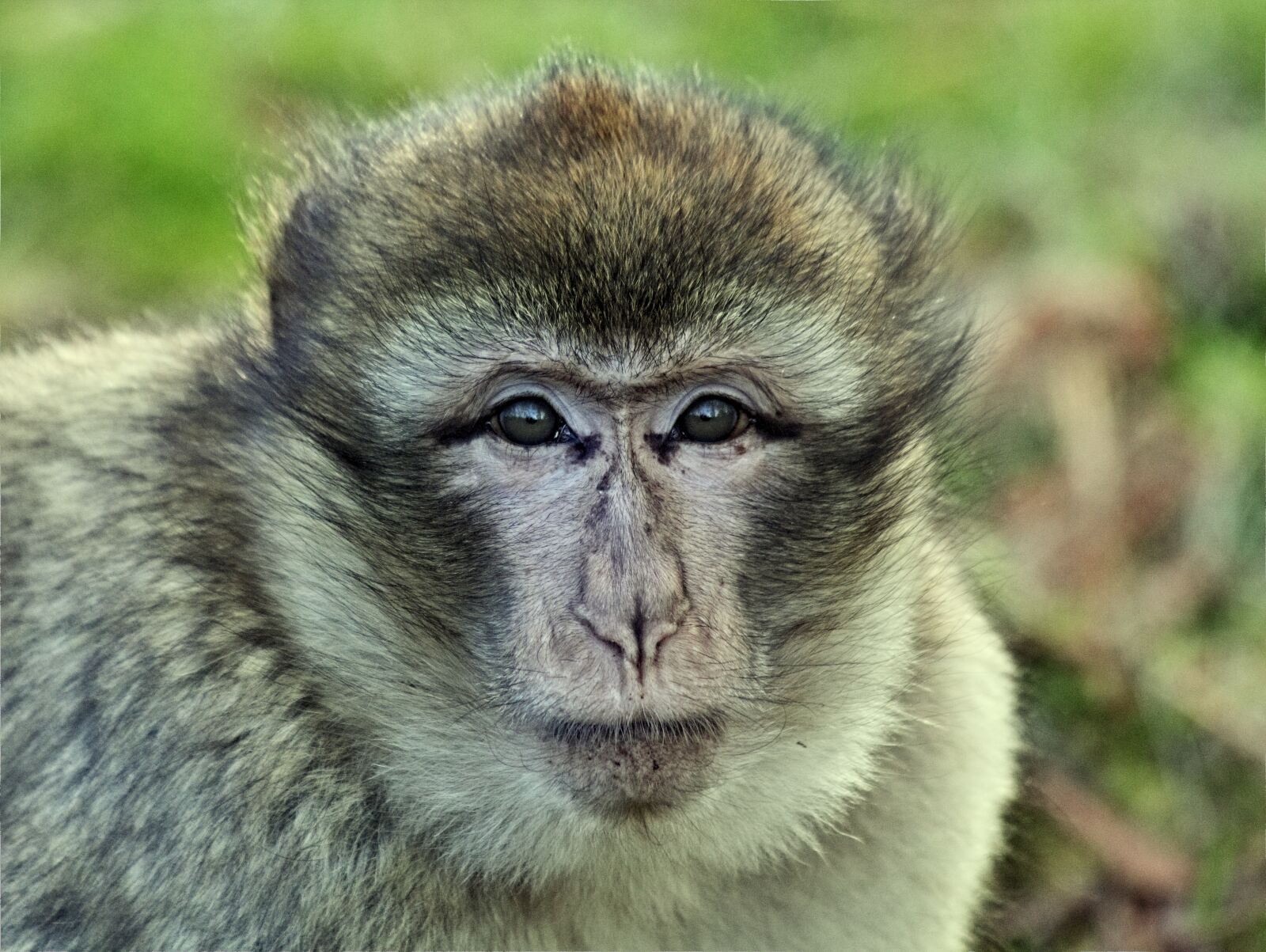 Canon EOS 550D (EOS Rebel T2i / EOS Kiss X4) sample photo. Animal, ape, baby, barbary photography