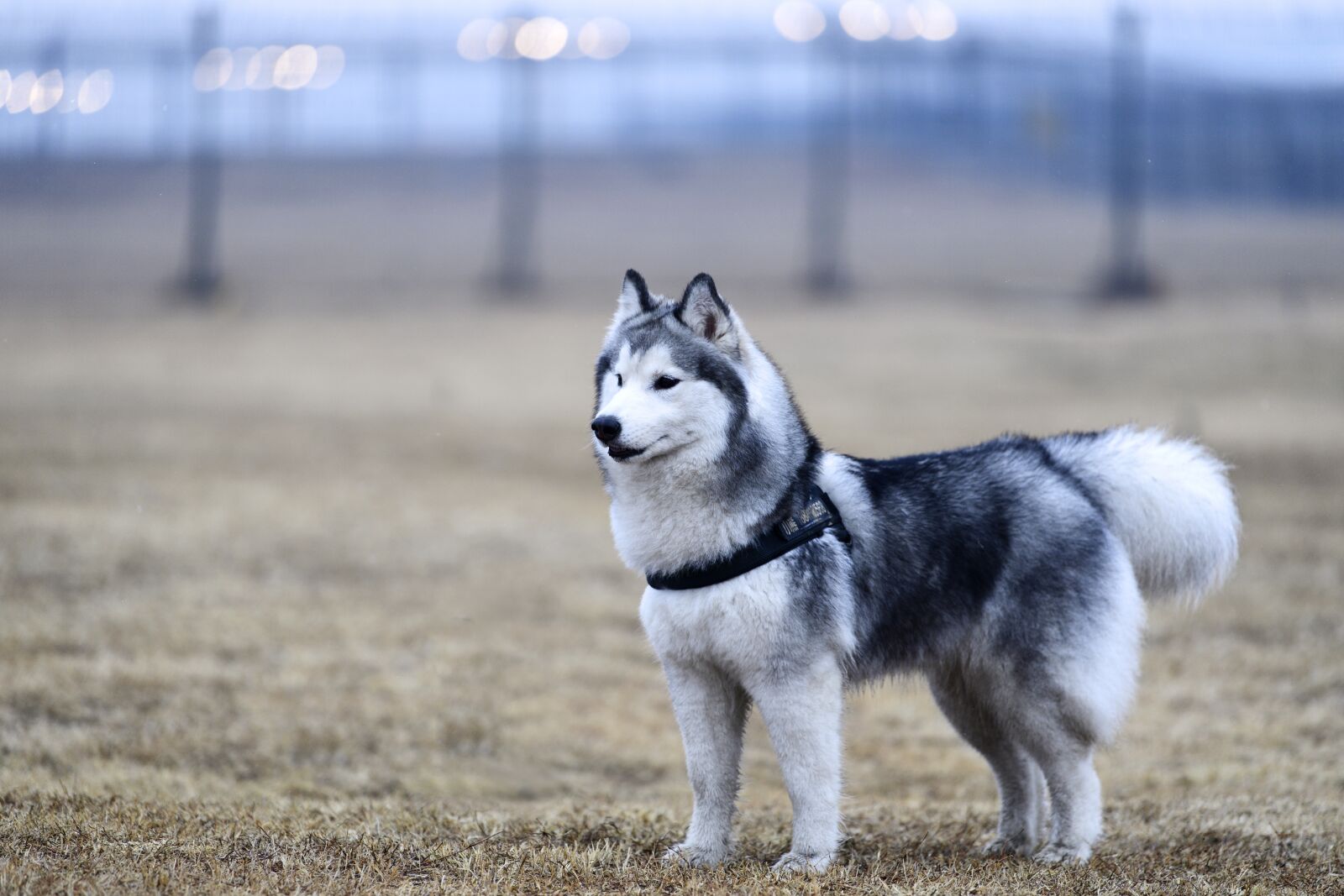 Nikon D5 sample photo. Dog, animal, domestic photography