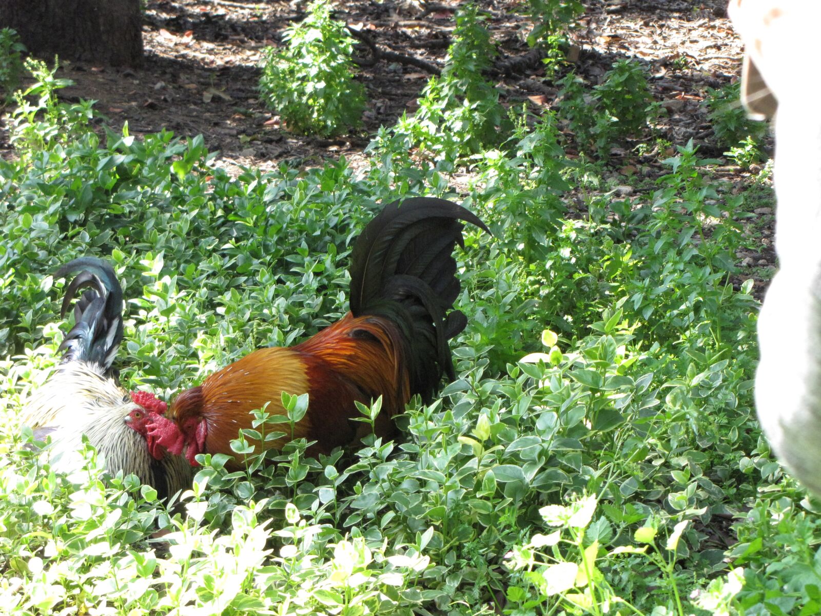 Canon PowerShot SX10 IS sample photo. Rooster, animal, nature photography