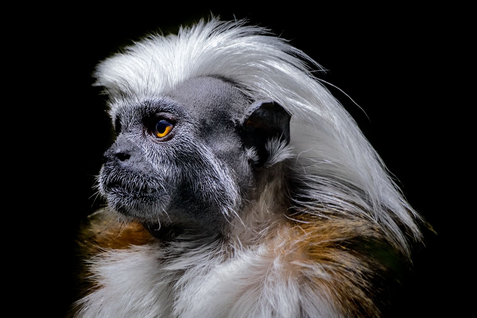 Canon EOS 7D Mark II sample photo. Monkey, portrait, zoo photography