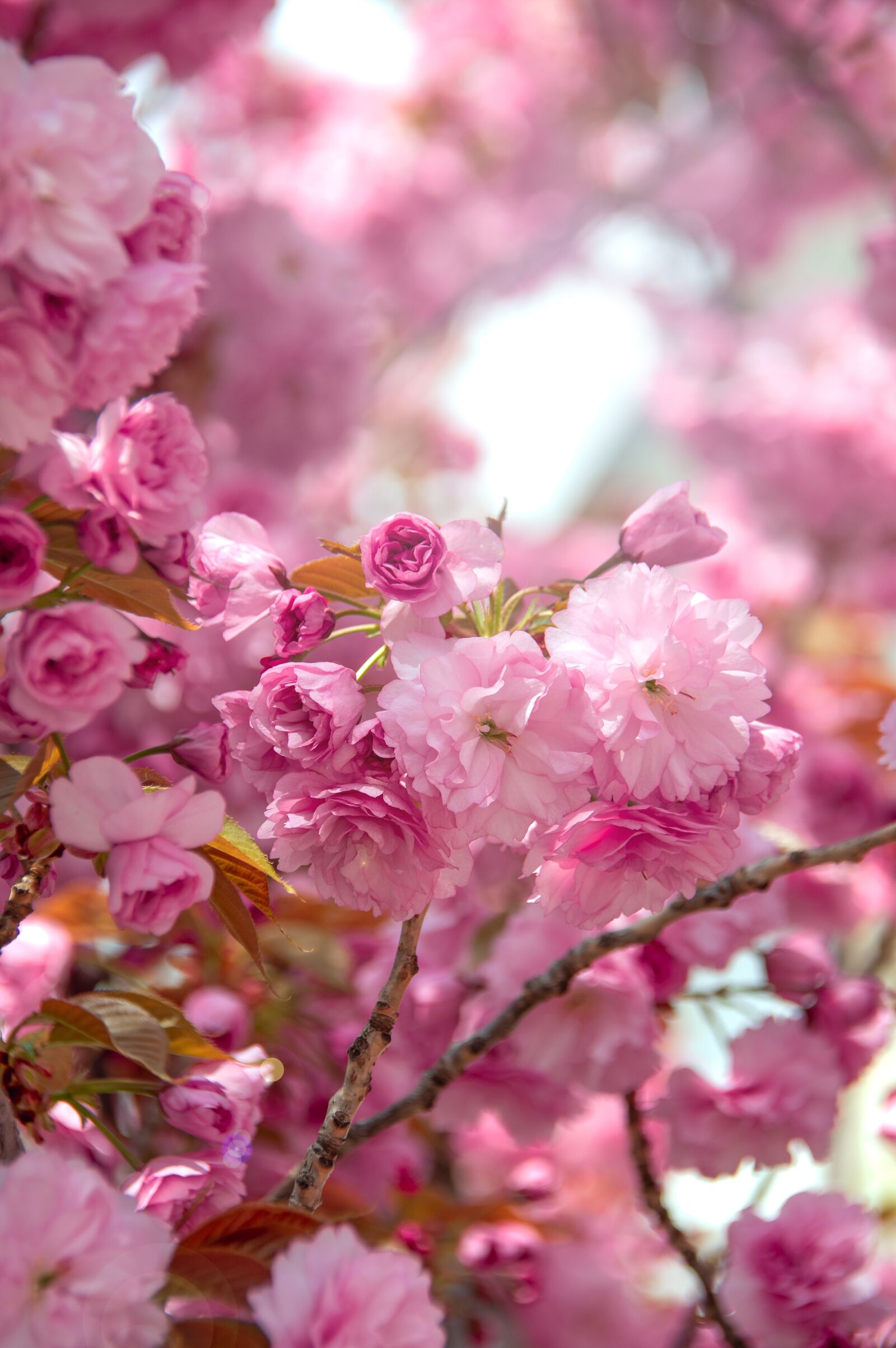 Nikon D3200 sample photo. Pink, japan cherry, flower photography
