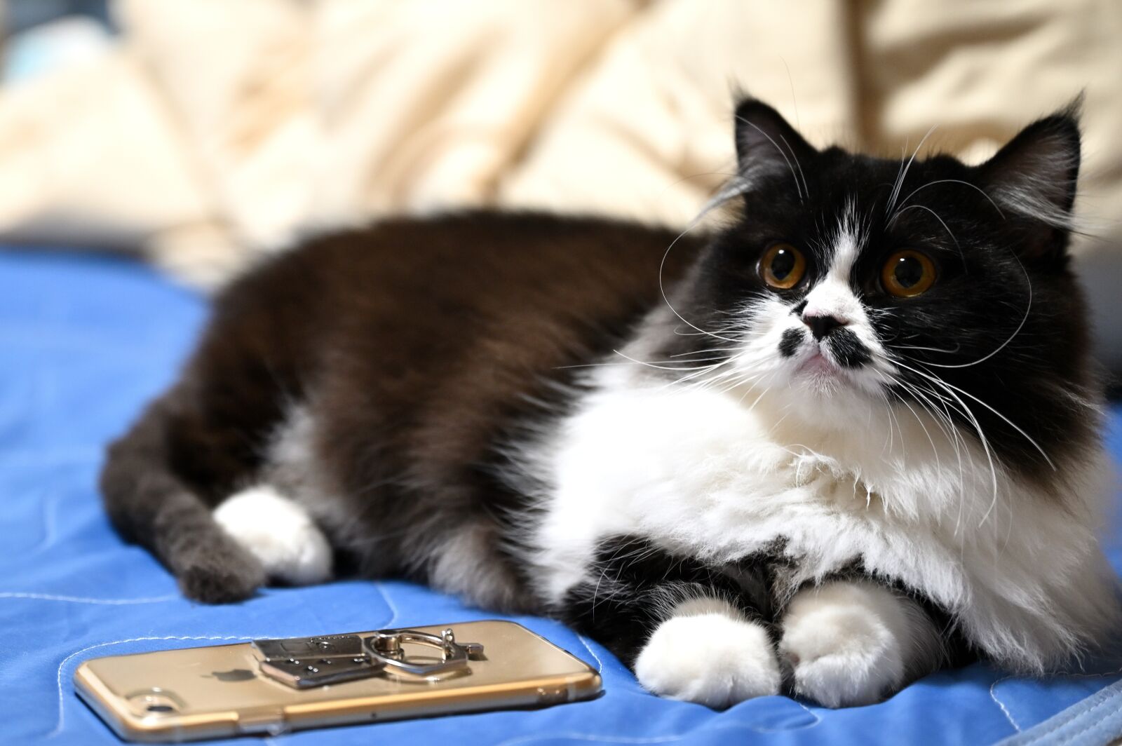 Nikon Nikkor Z 24-70mm F2.8 S sample photo. Cat, pet, cute photography