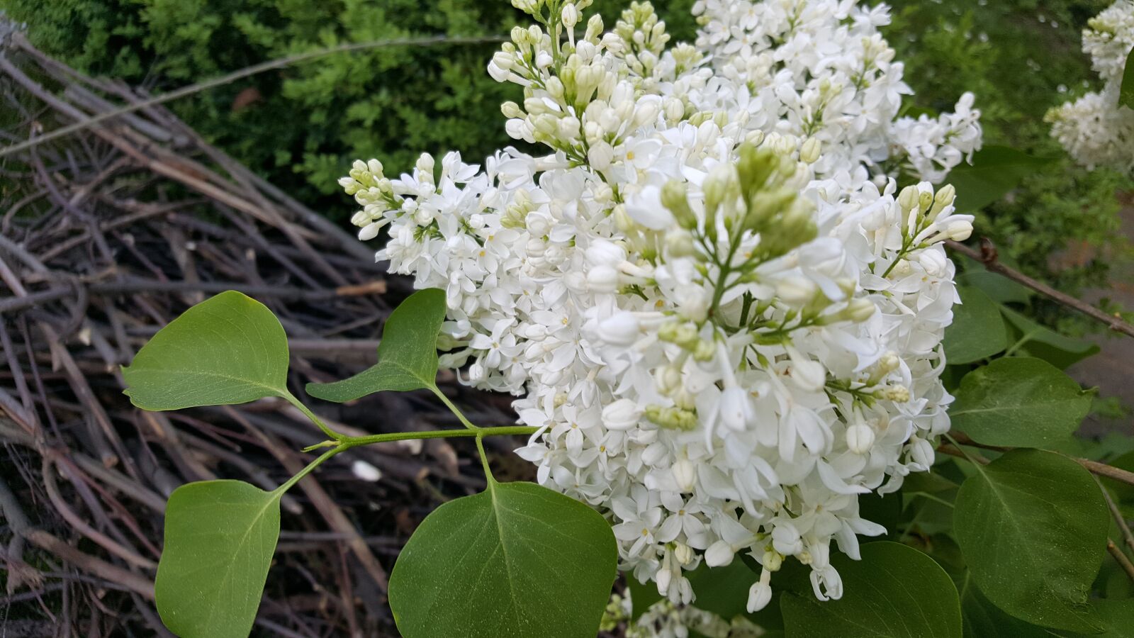 Samsung Galaxy S6 sample photo. Lilac, flower, nature photography