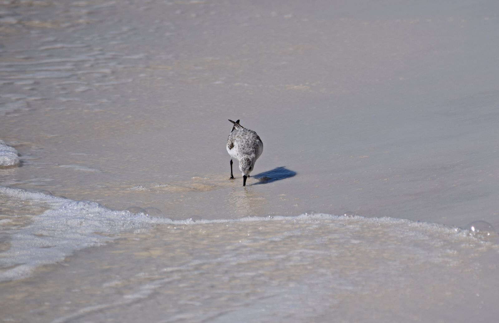 Nikon D3300 sample photo. Sanderling, shore bird, animal photography