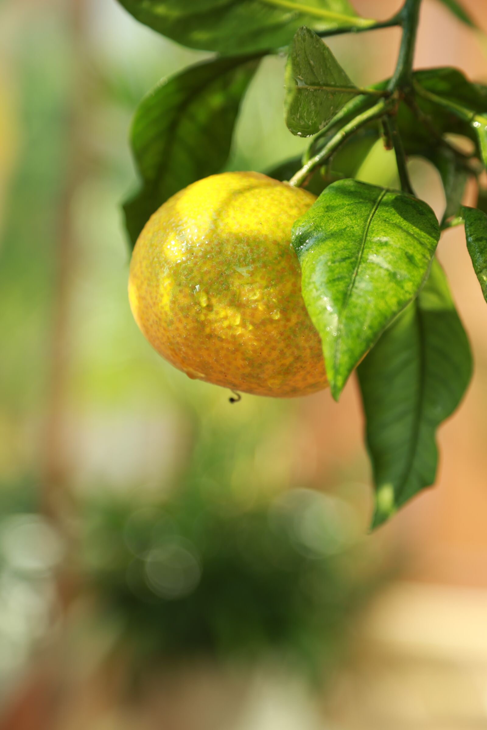 Canon EOS 6D + Canon EF 24-105mm F4L IS USM sample photo. Tangerine, citrus, orange photography