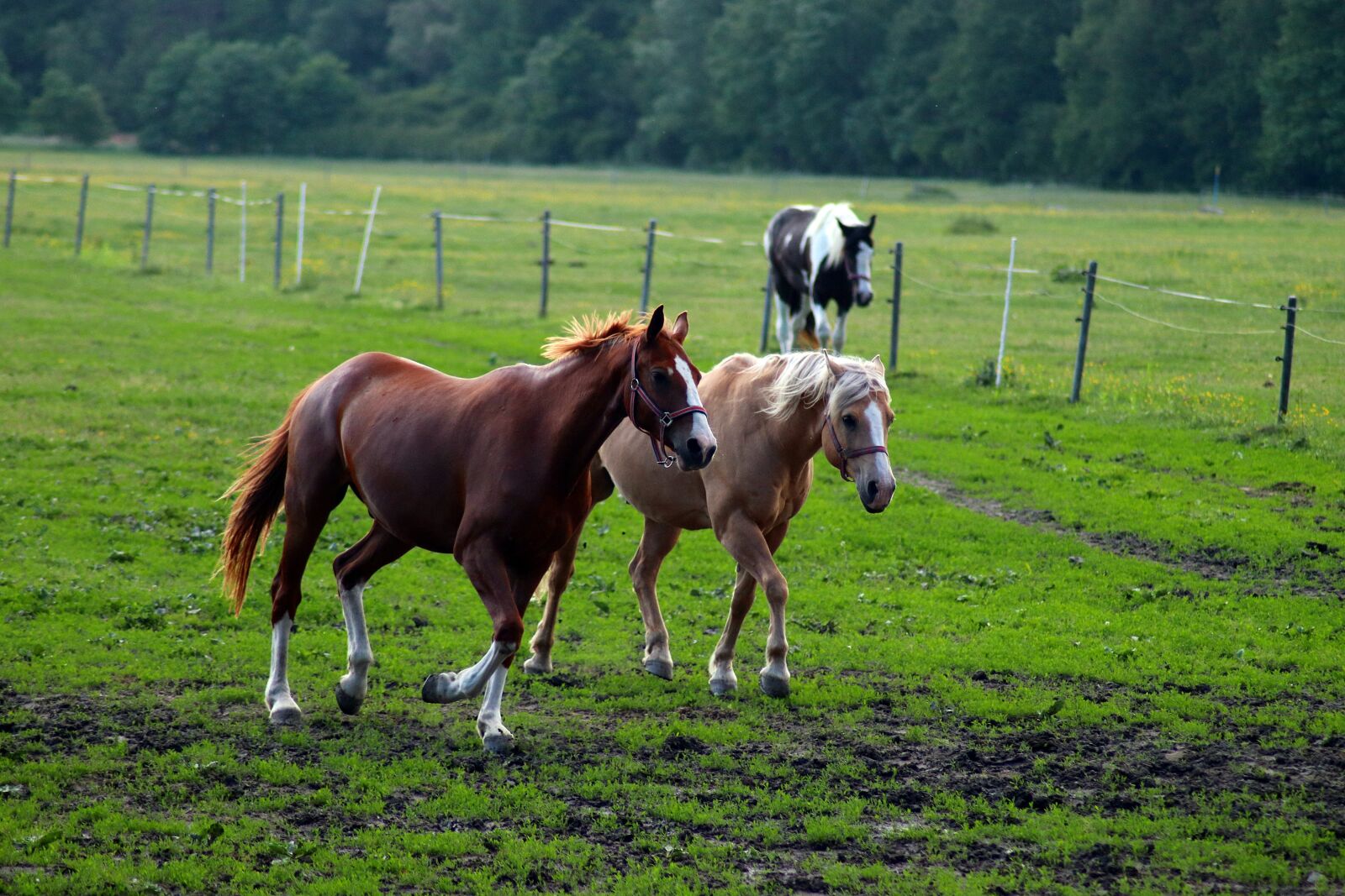 Canon EOS 77D (EOS 9000D / EOS 770D) sample photo. Horse, animal, range photography