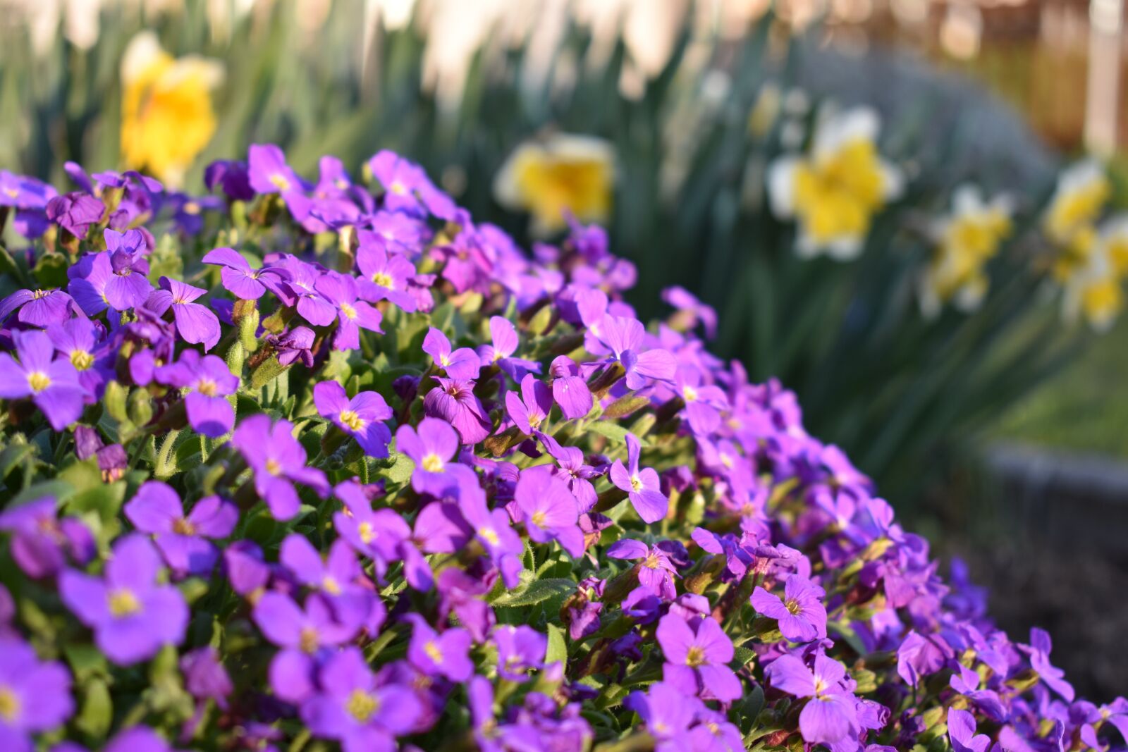 Nikon D3400 sample photo. Blue pillow, garden, flower photography