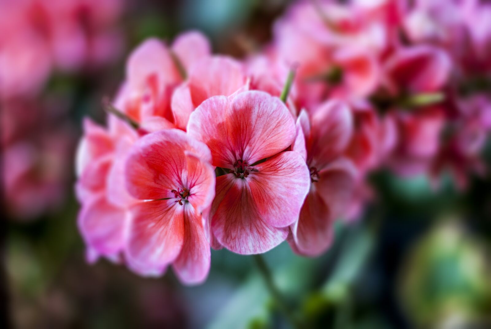 Nikon D60 sample photo. Jeranio, flower, plant photography