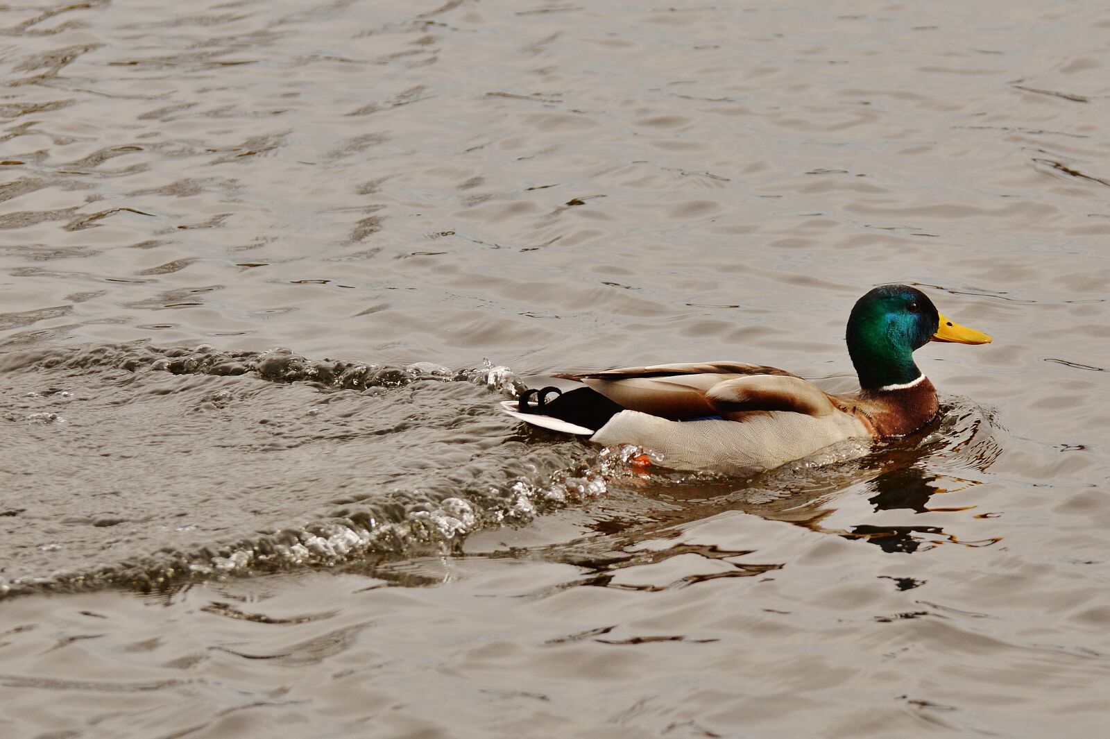 Nikon D3200 sample photo. Duck, water bird, poultry photography