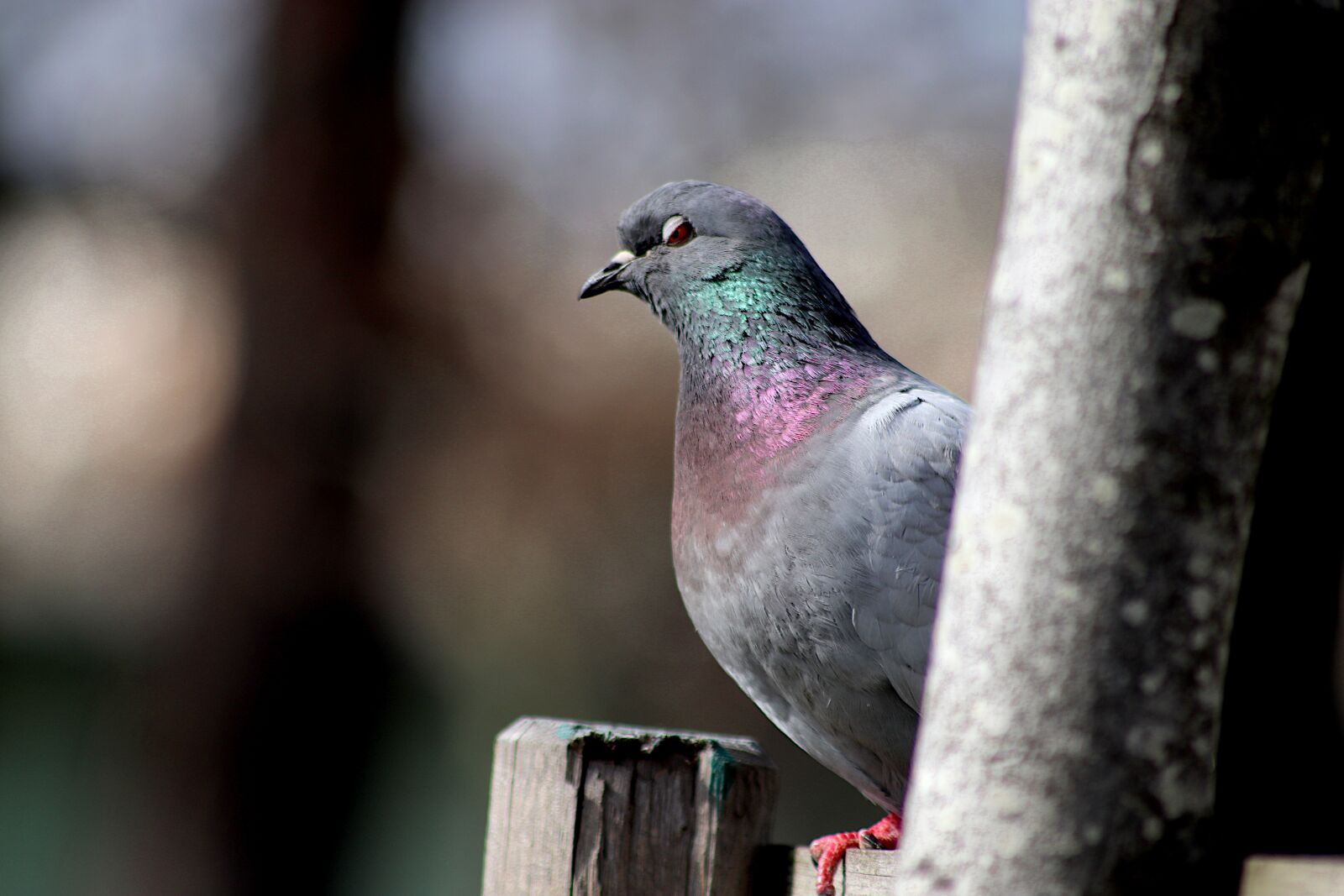 Canon EOS 800D (EOS Rebel T7i / EOS Kiss X9i) sample photo. Pigeon, birds, birds of photography