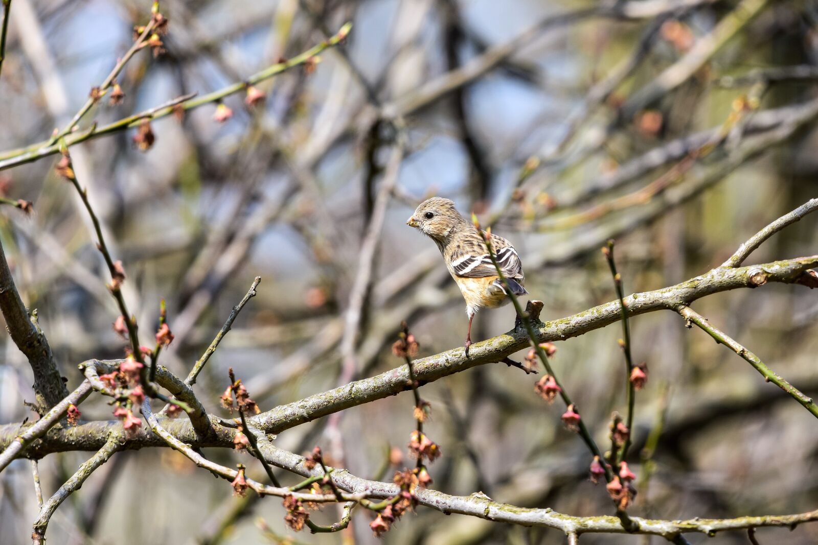 Nikon D7200 sample photo. Animal, forest, wood photography