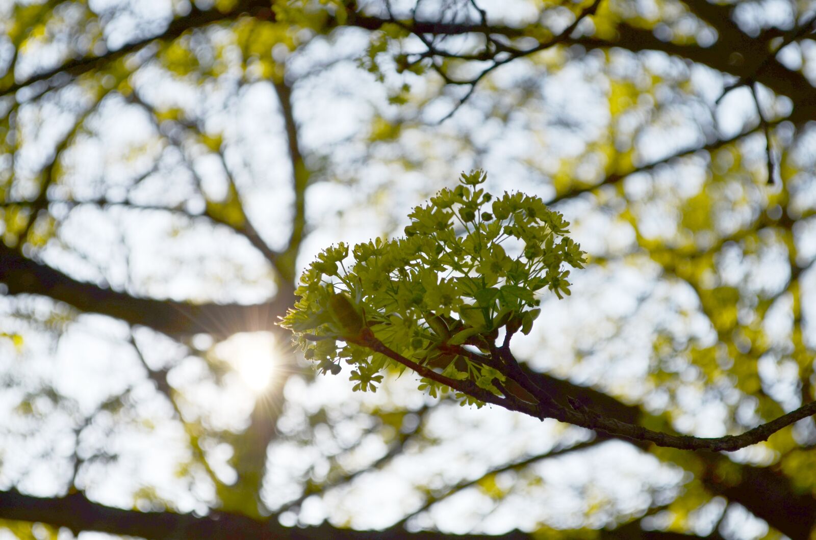 Nikon D5100 sample photo. Spring, flowers photography
