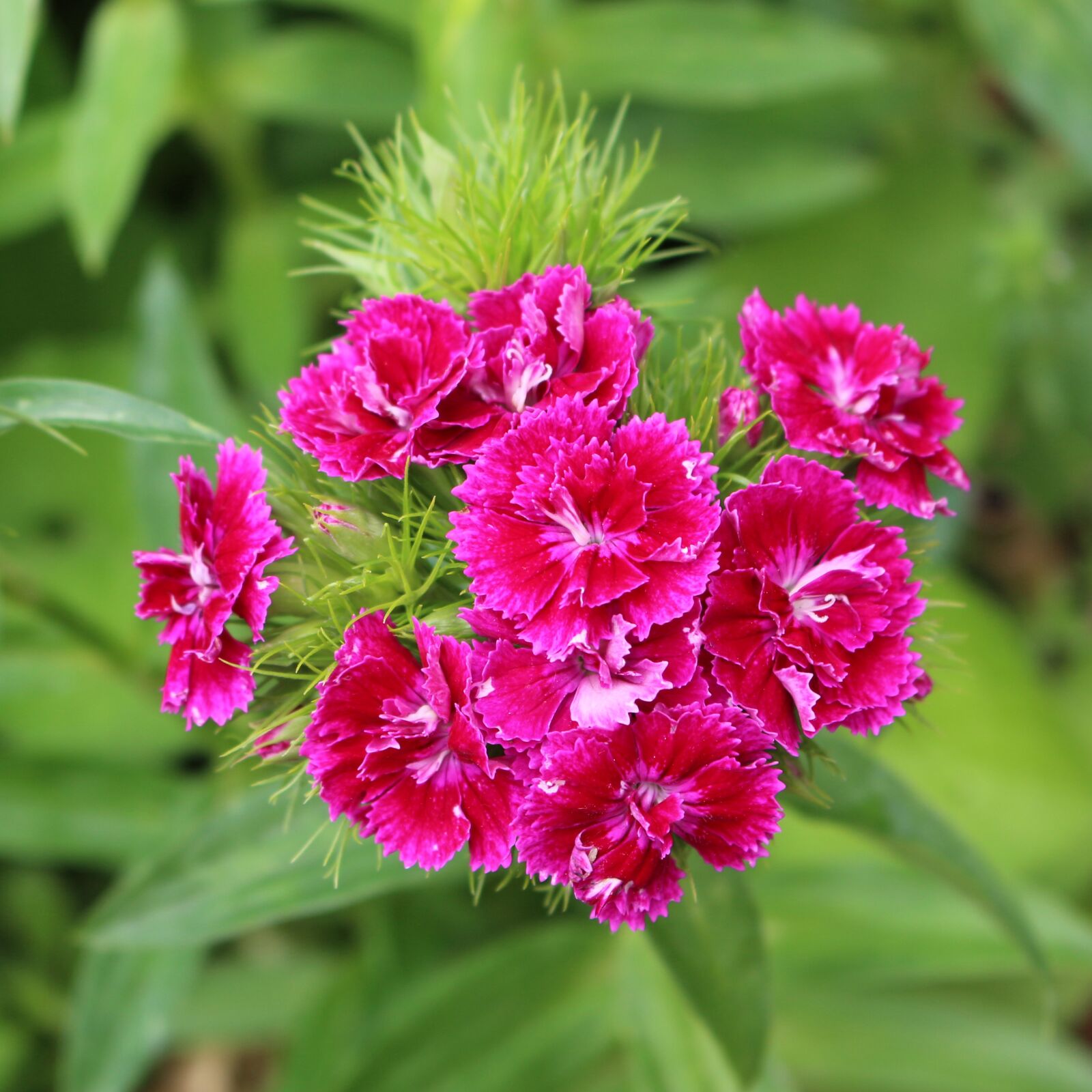 Canon EOS 700D (EOS Rebel T5i / EOS Kiss X7i) sample photo. Turkish carnation, carnations, green photography