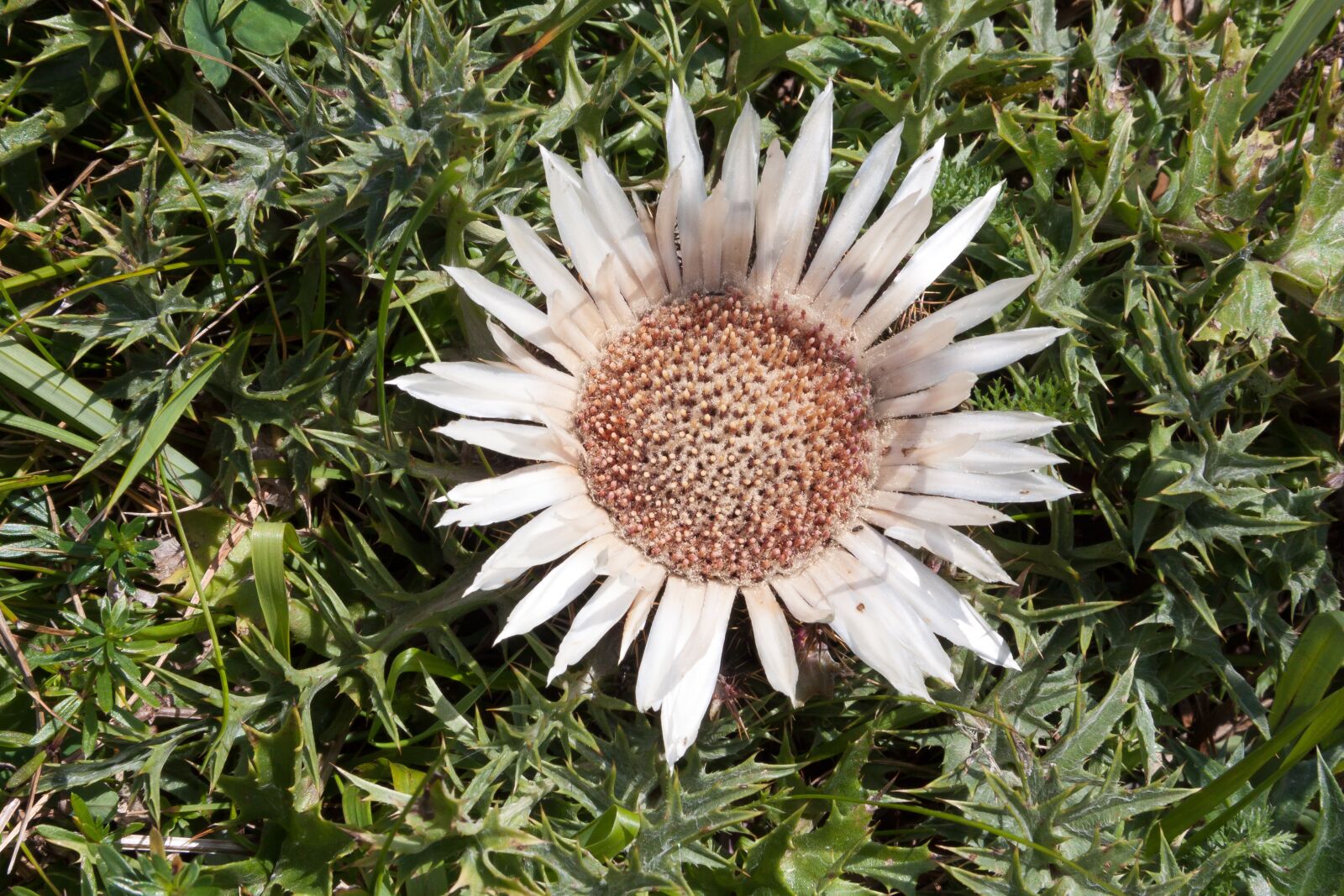 Canon EF-S 17-85mm F4-5.6 IS USM sample photo. Thistle, silver thistle, prickly photography
