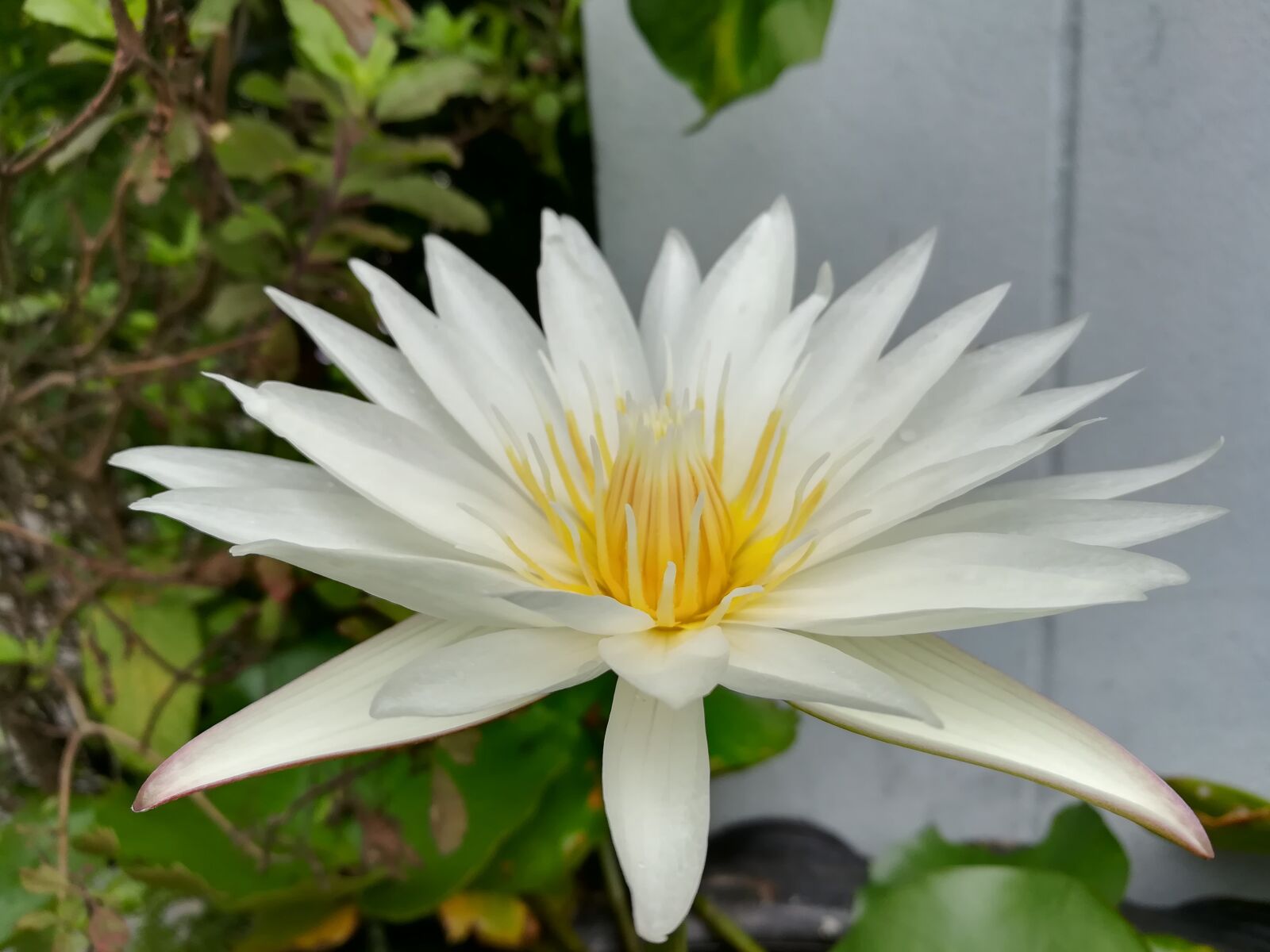 HUAWEI GR5 2017 sample photo. Lotus white, flowers, lotus photography