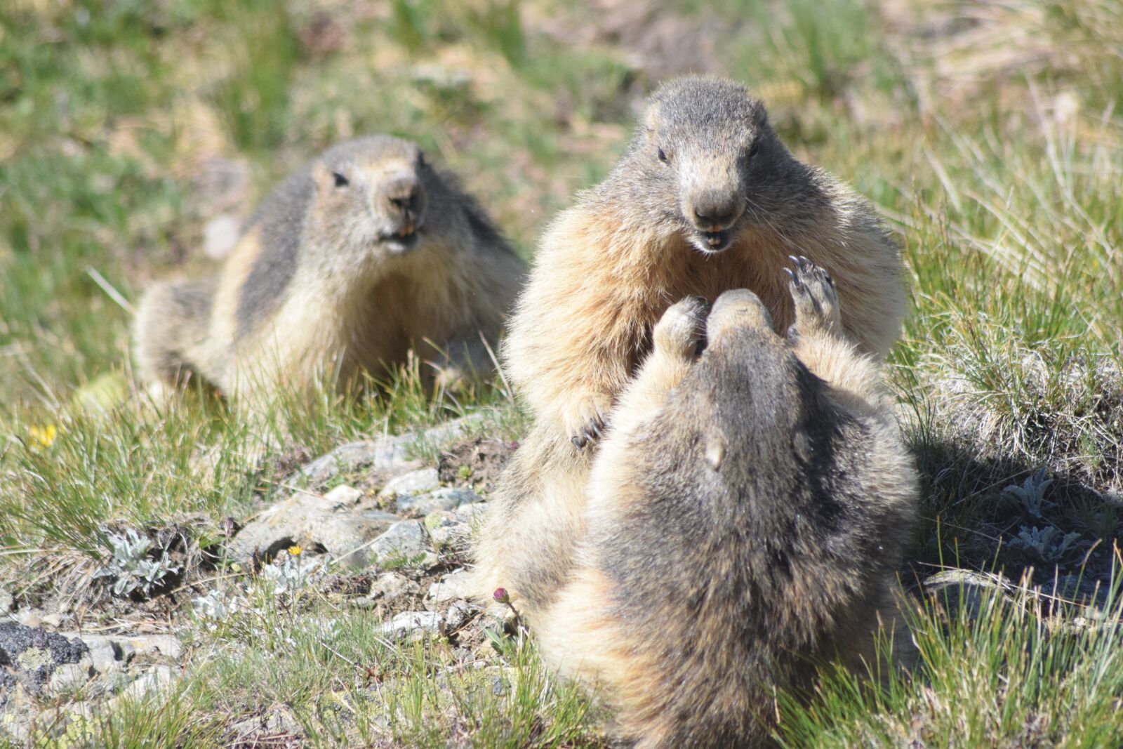 Nikon D5300 sample photo. Nature, mammal, fauna photography