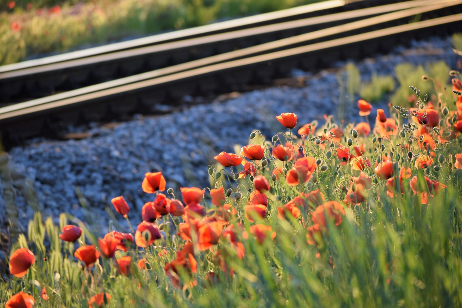 Nikon D3300 sample photo. Red poppys, near railway photography