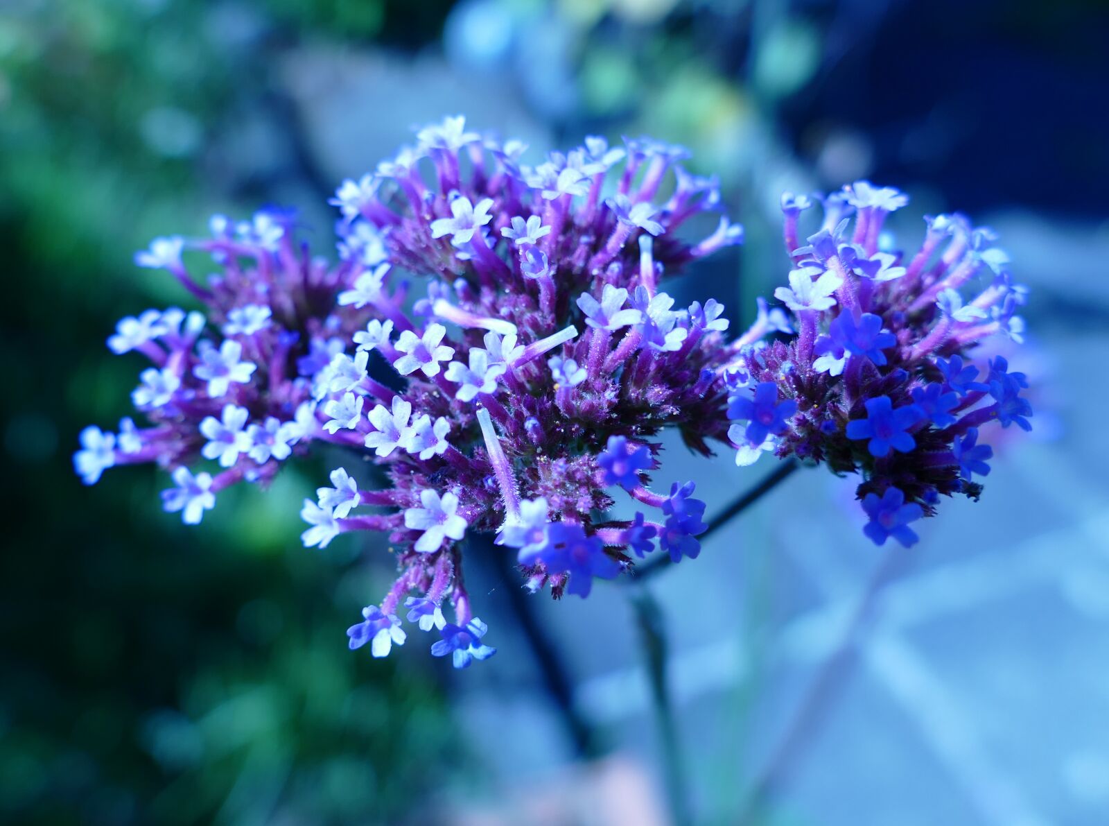 Panasonic Lumix DMC-FZ1000 sample photo. Verbena, blue, blossom photography