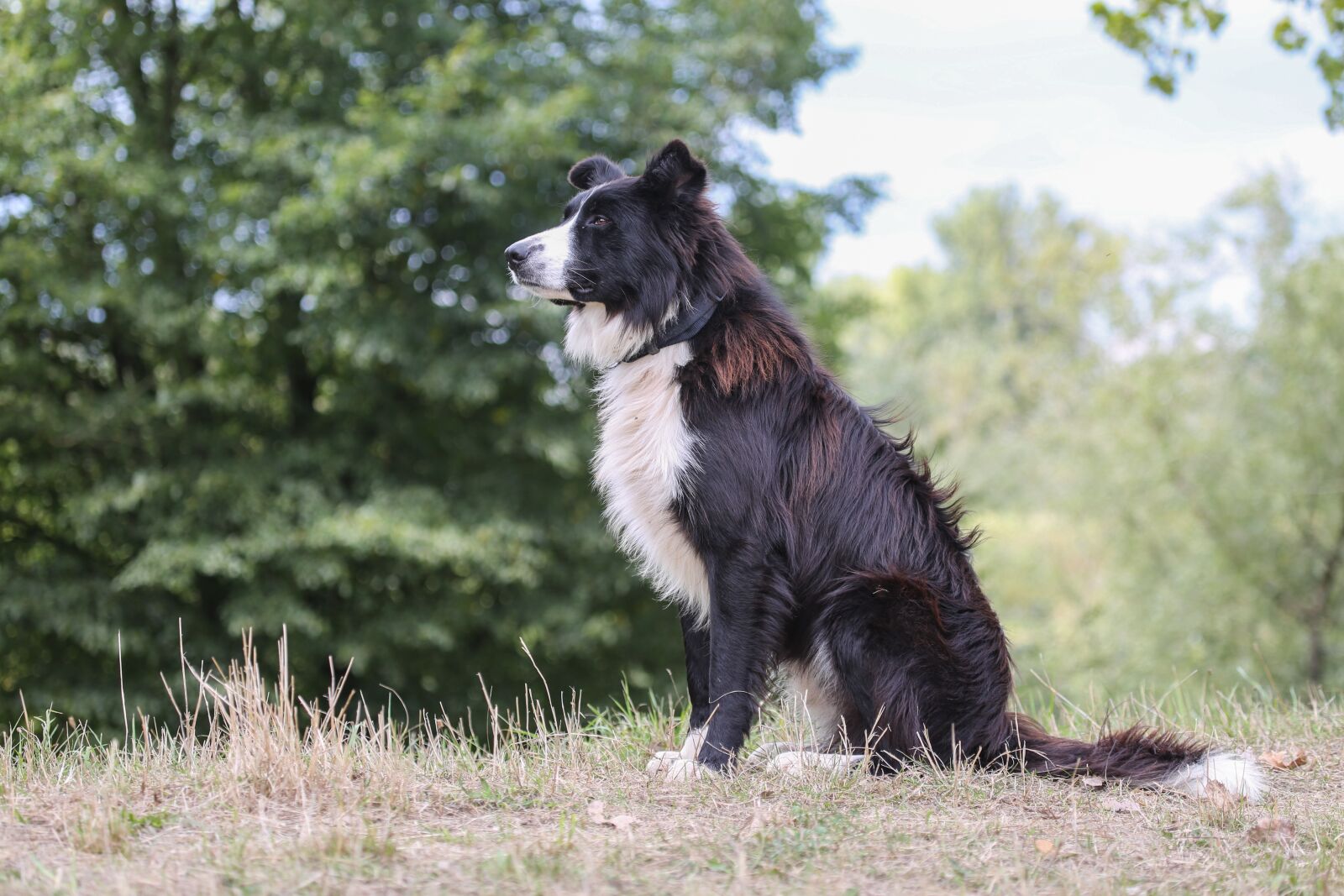 Canon EF 100-400mm F4.5-5.6L IS USM sample photo. Dog, shepherd dog, collie photography