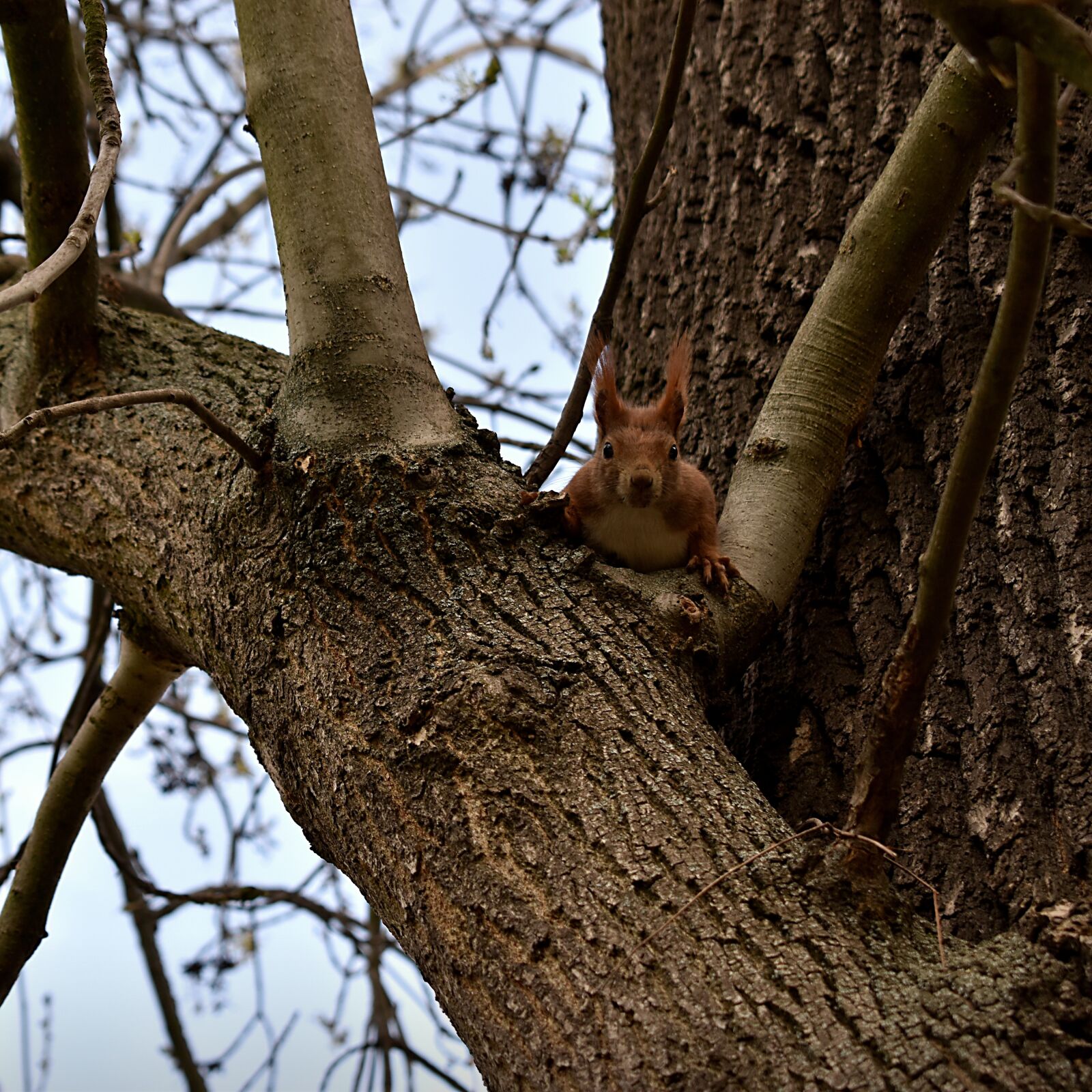 Nikon D3500 sample photo. The squirrel, animal, rodent photography