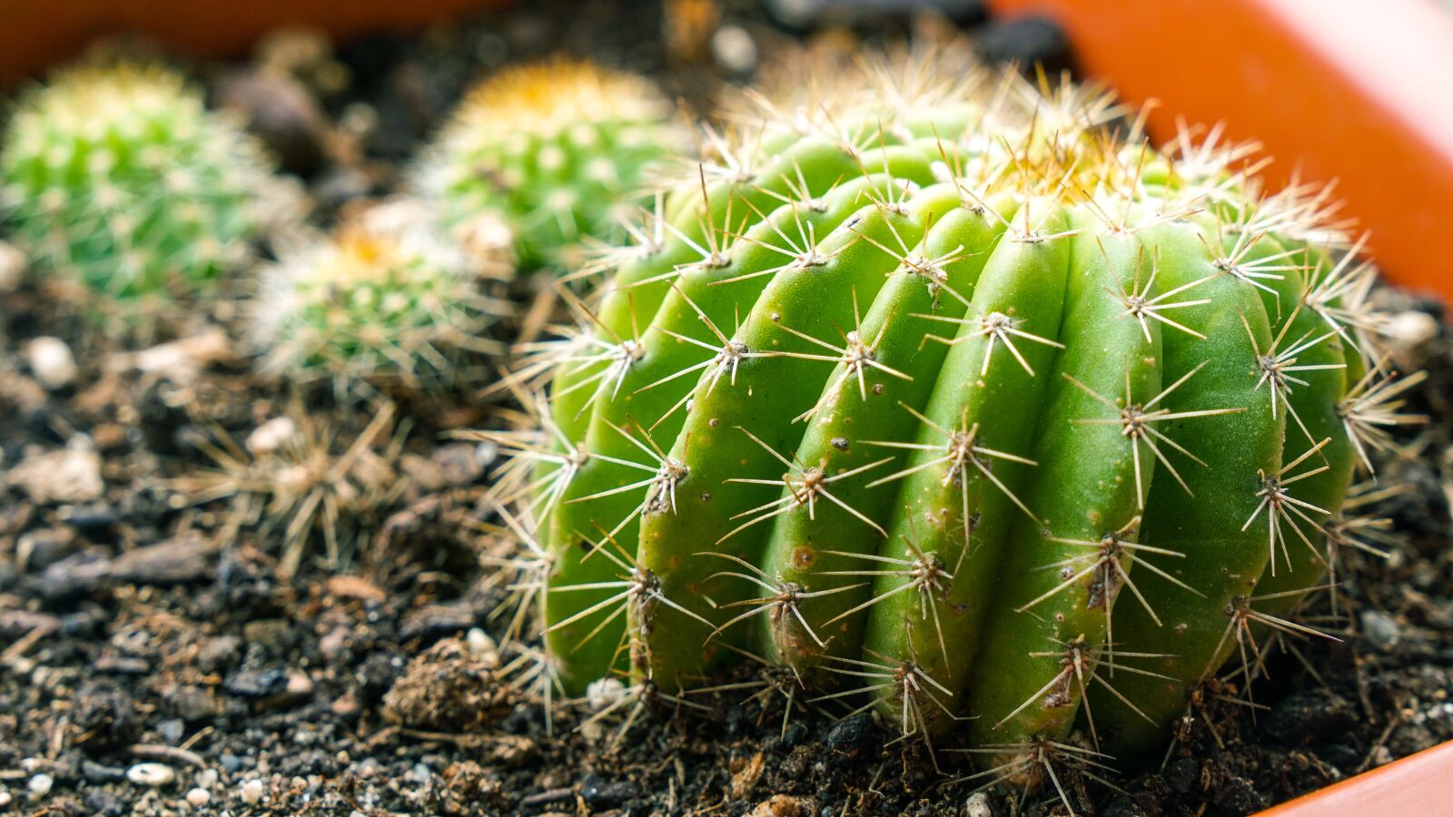 Sony a6500 sample photo. Cactus, plant, thorns photography