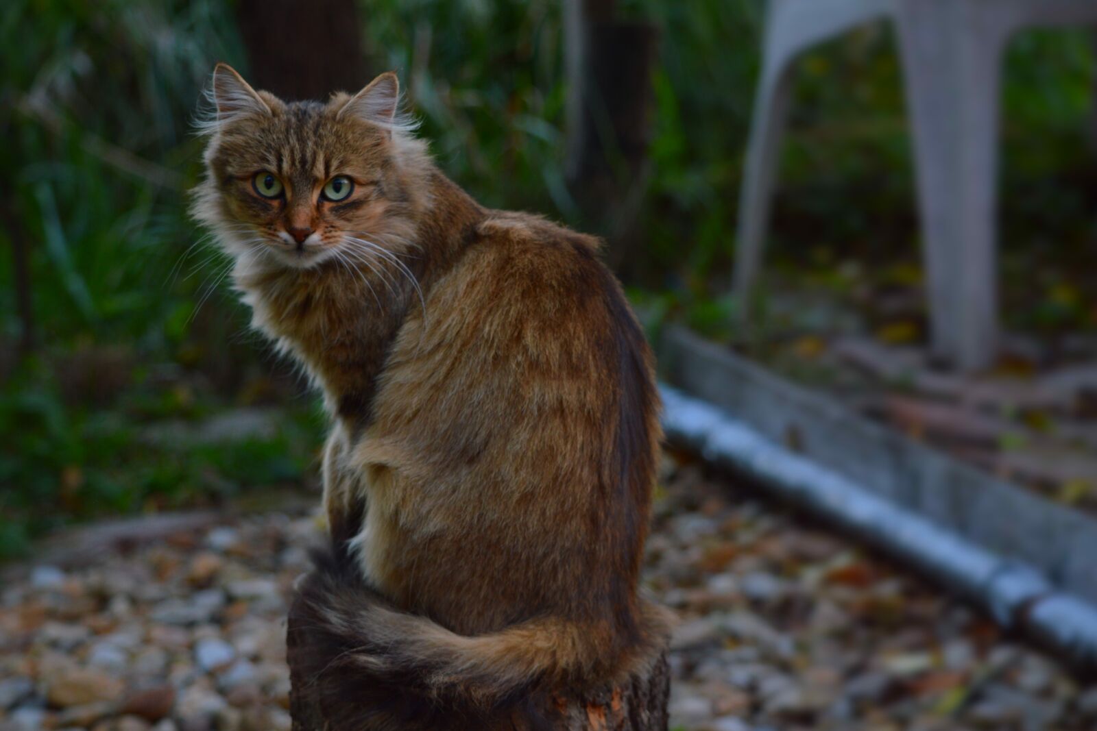 Nikon D3200 sample photo. Cat, kitten, animal photography