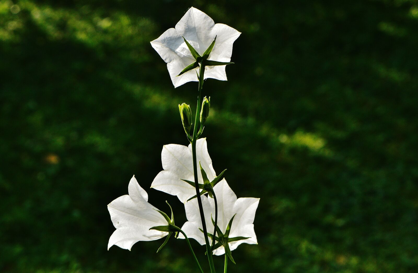 Nikon D3200 sample photo. Flowers, bells, white photography