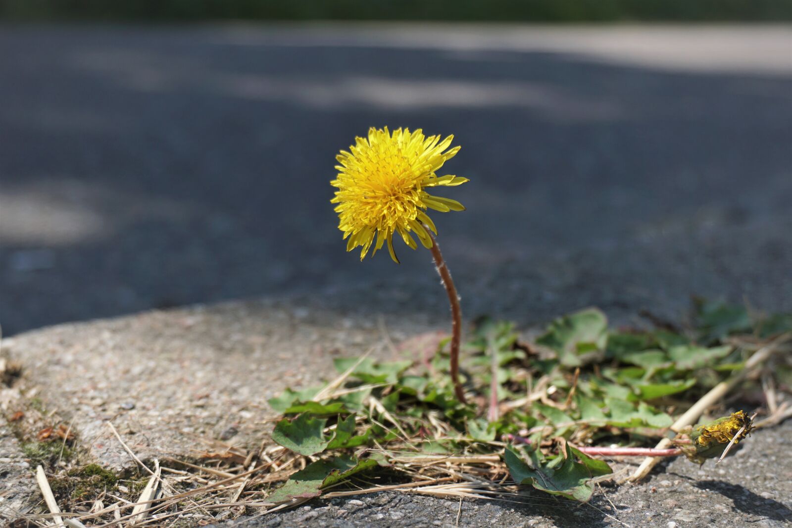 Sony a6300 sample photo. Dandelion, spring, plant photography
