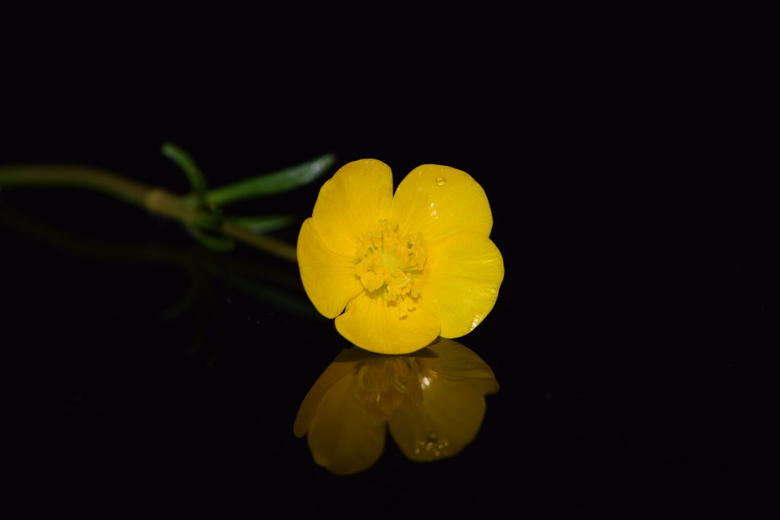 Nikon D3300 sample photo. Buttercup, flower, spring photography