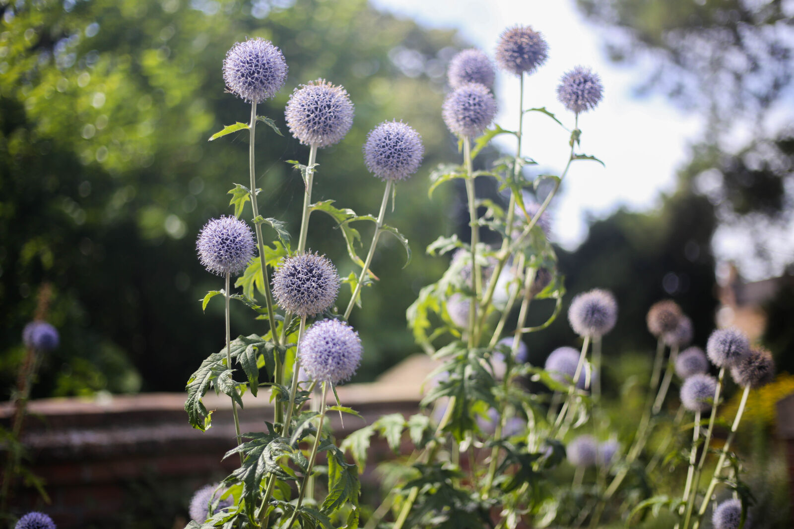 Canon EOS 6D + Canon EF 50mm F1.8 STM sample photo. Purple, flowers photography