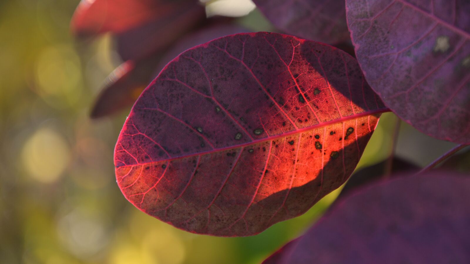 Nikon D7100 sample photo. Leaves, violet, autumn photography