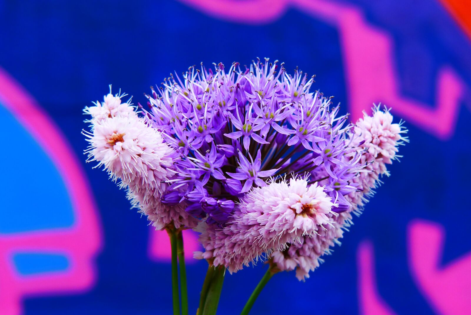Panasonic Lumix DMC-FZ200 sample photo. Flowers, the petals, posts photography
