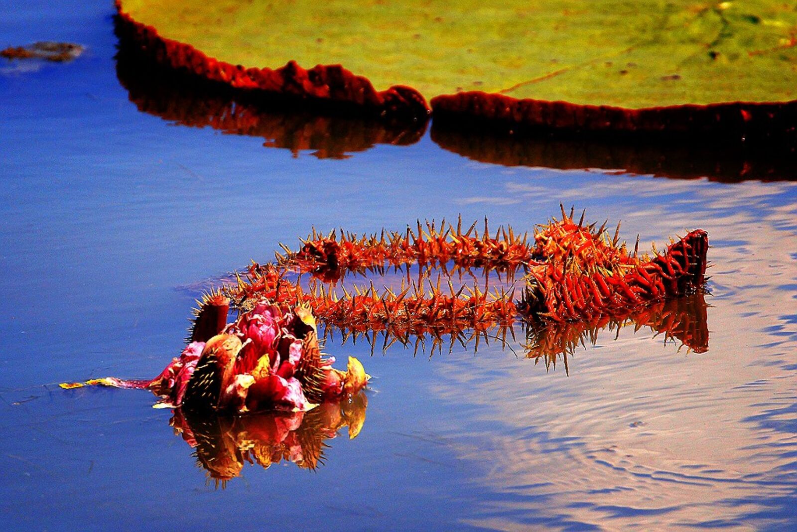 Canon EOS 60D sample photo. Water lilies, victoria, flowers photography