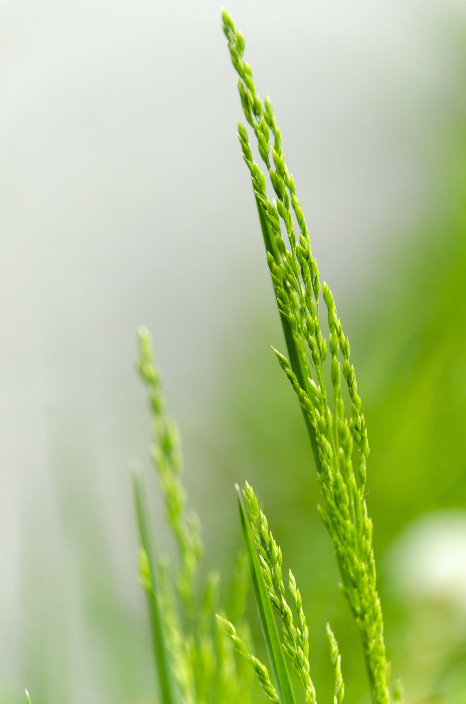 Nikon D7000 sample photo. Macro, plant, nature photography
