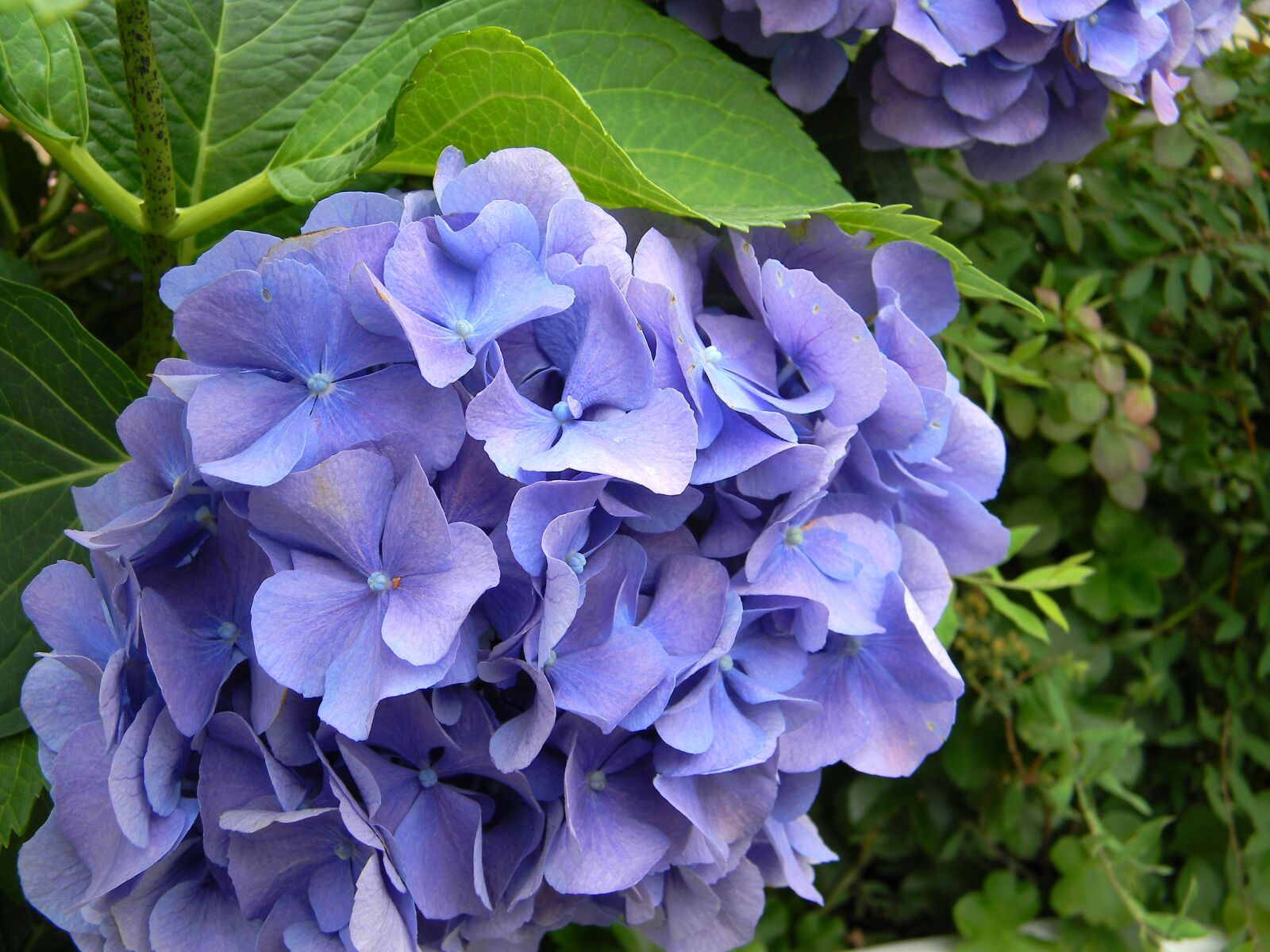 Nikon Coolpix L110 sample photo. Hydrangea, blue, flower photography