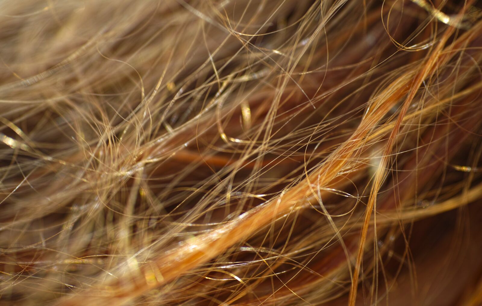 Sigma DP3 Merrill sample photo. Hair, wire, clay photography