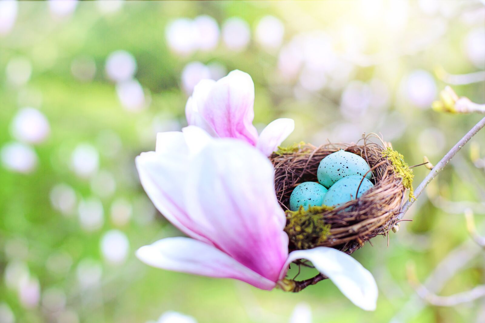 Canon EF 50mm F1.4 USM sample photo. Nest, robin eggs, eggs photography