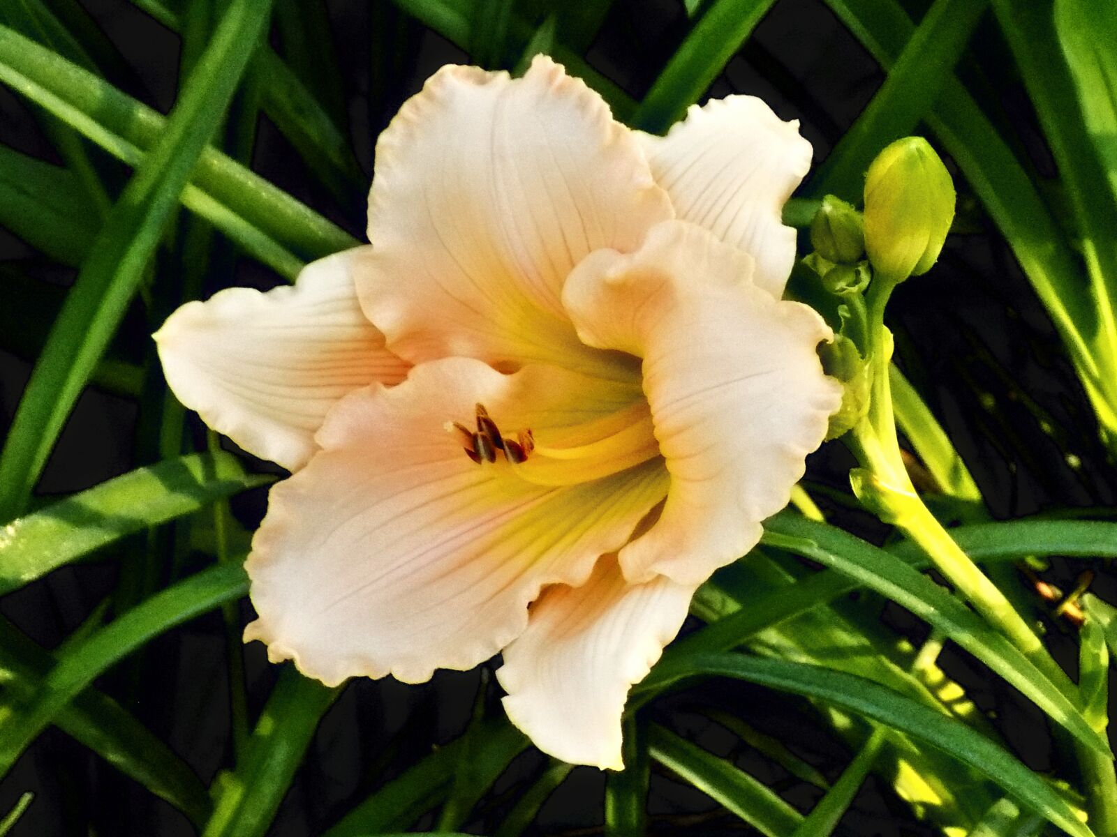 Nikon COOLPIX L340 sample photo. Day lilly, lilly, flower photography